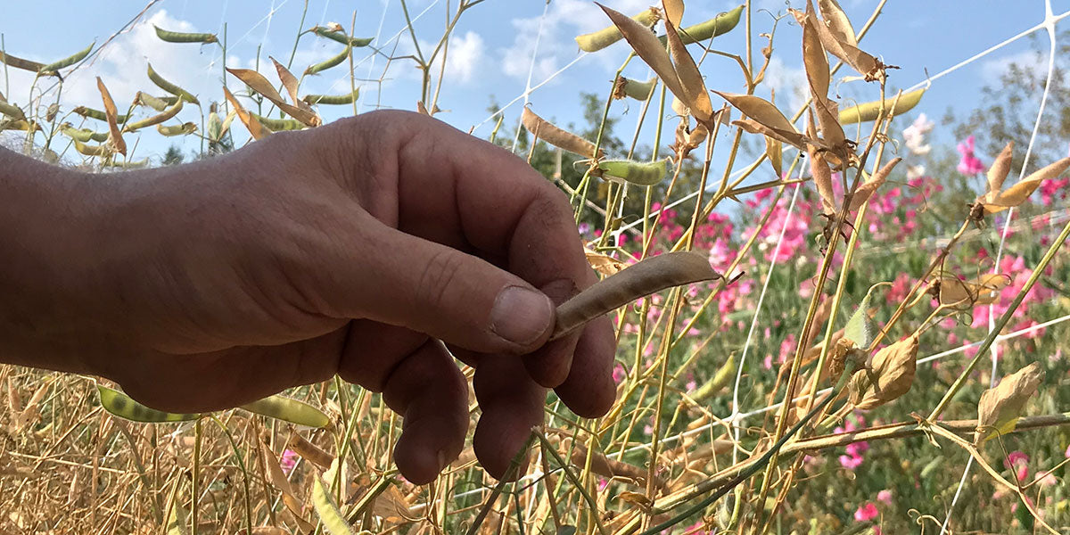 Man's hand holding a ripe sweet pea seed pod. Do sweet peas self seed