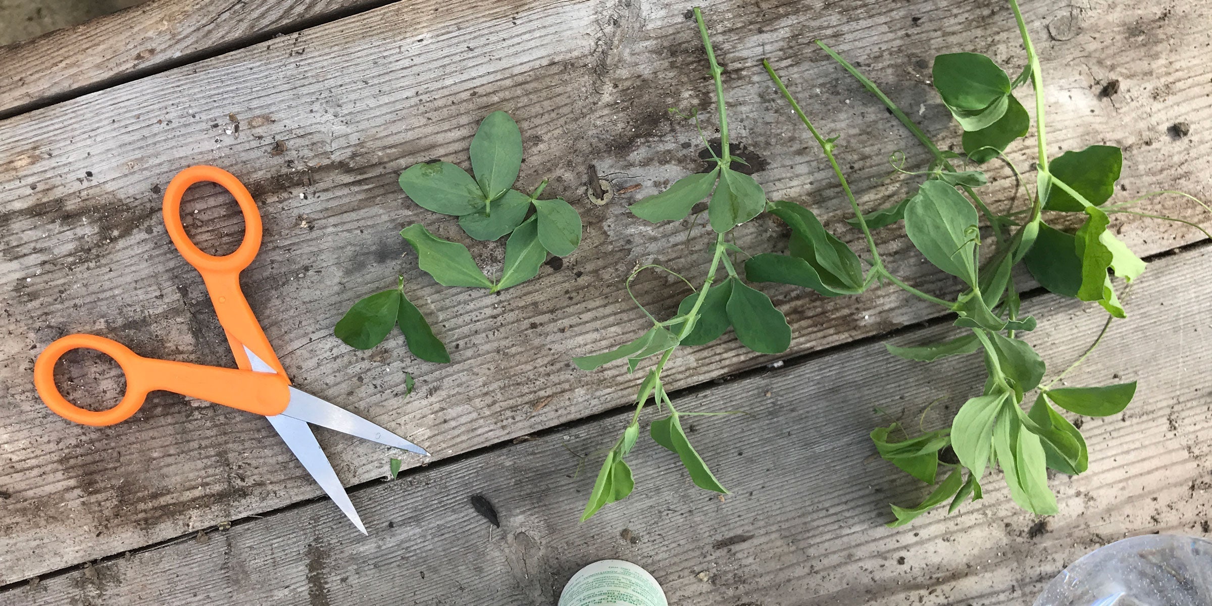 How to take sweet pea cuttings