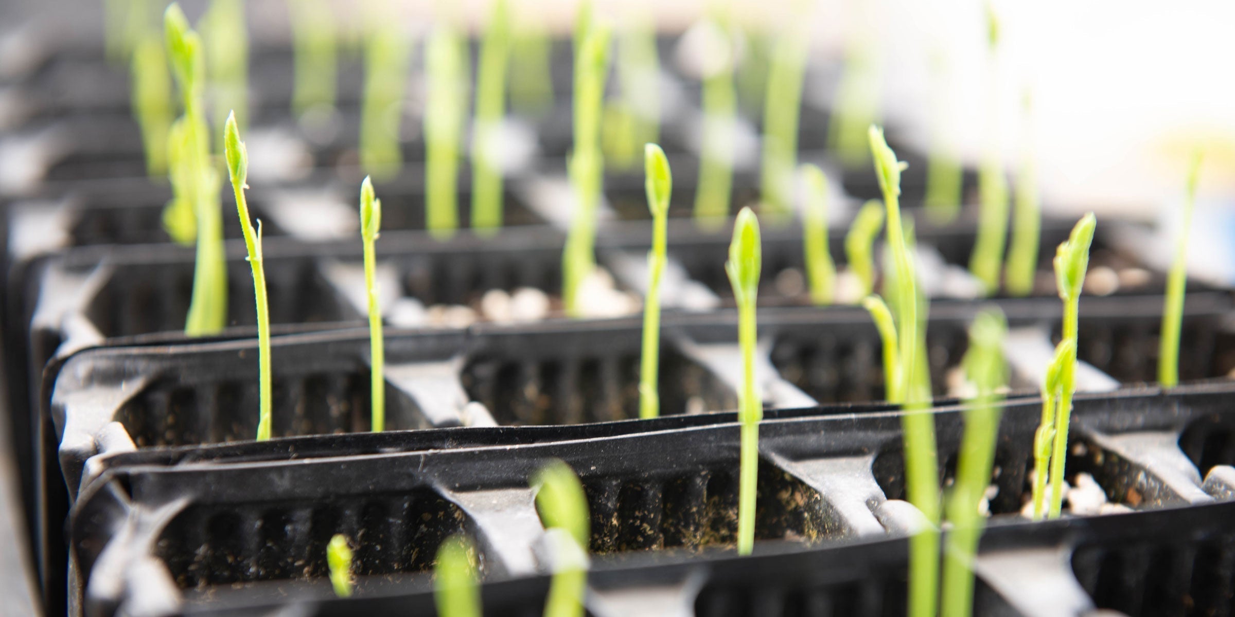 Sweet pea seeds germinating - shoots just emerging
