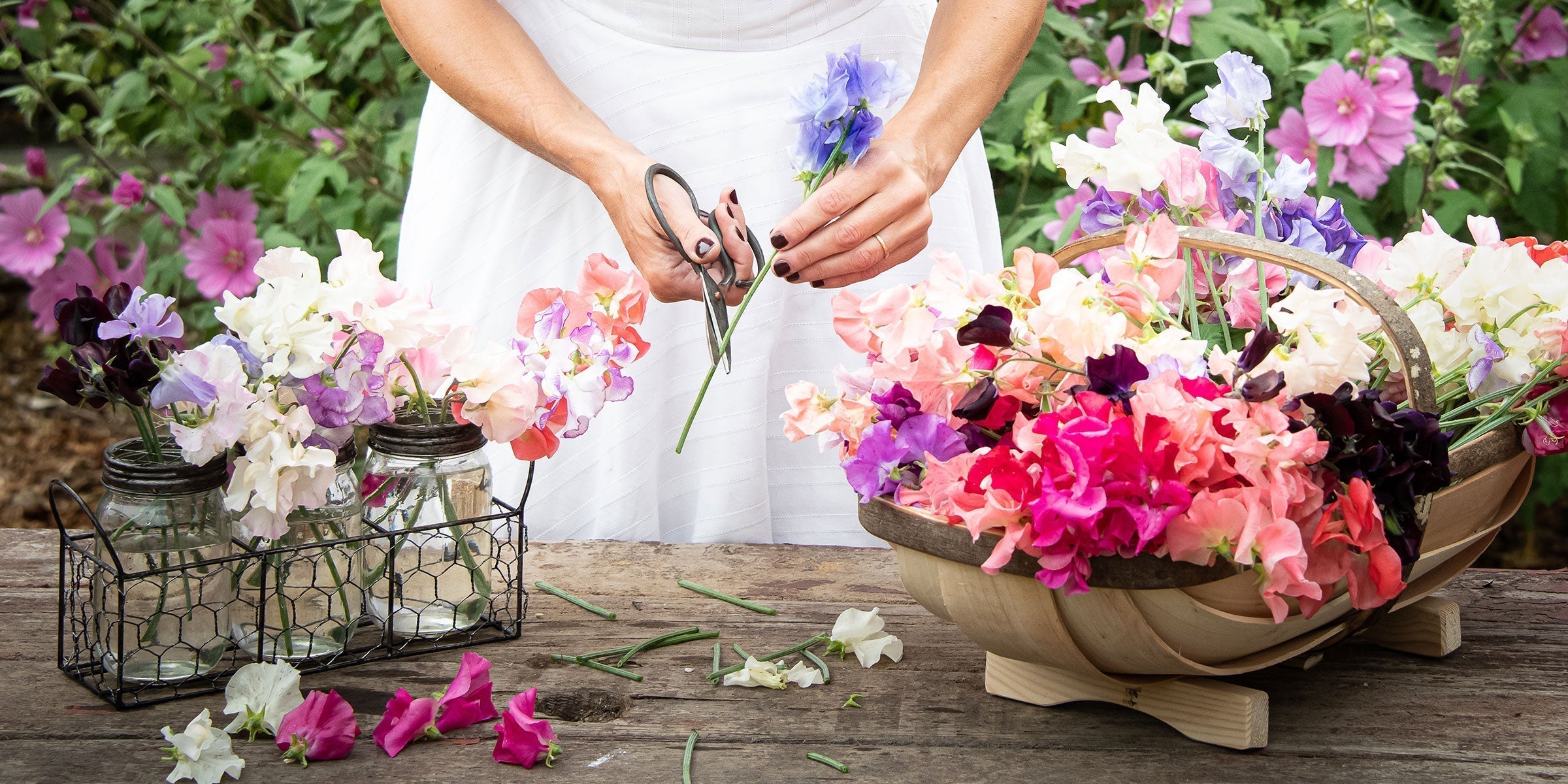 Sweet pea flowers with long florist-quality stems