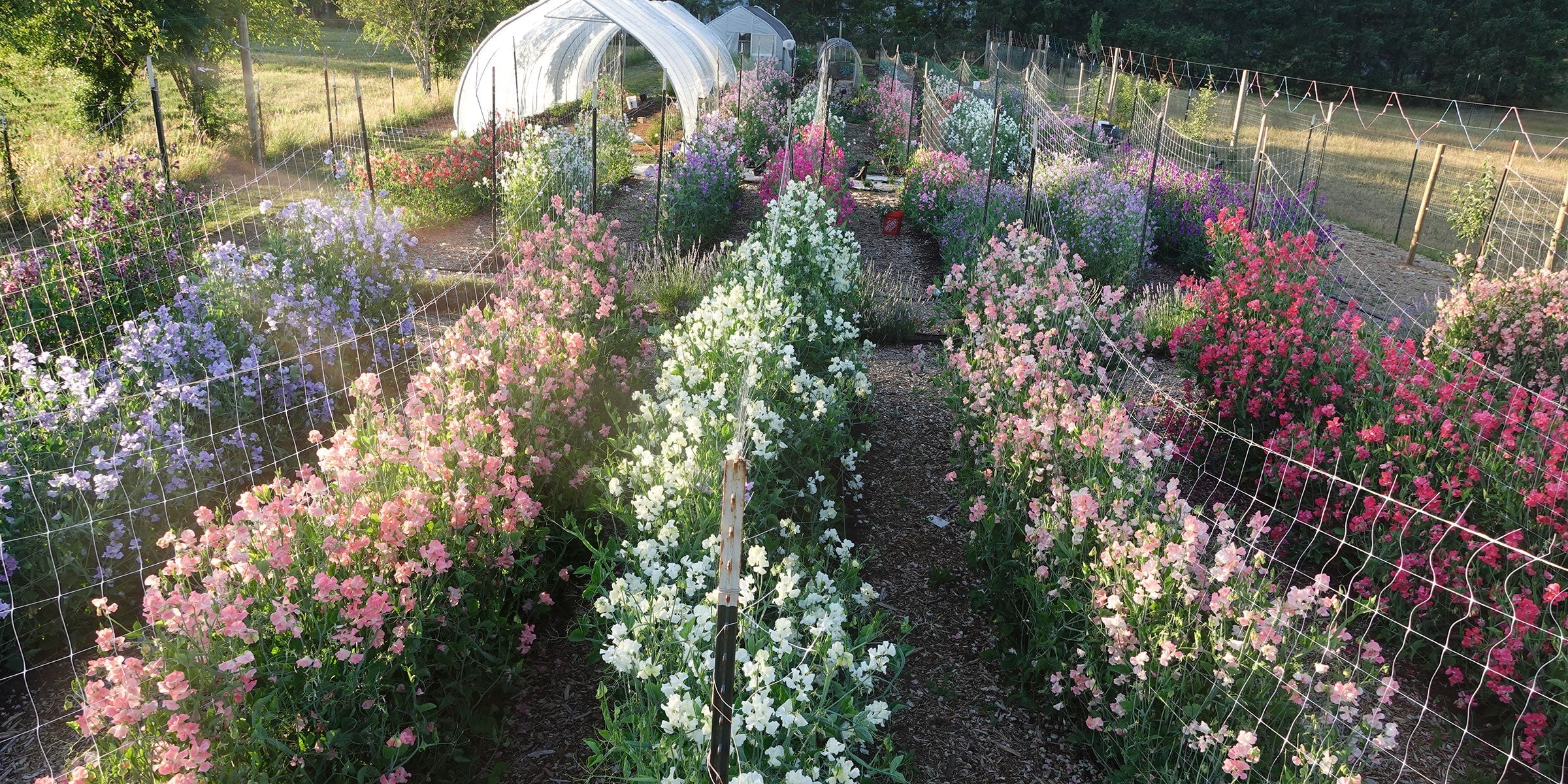 Long rows of sweet peas flowering along trellises on the farm.