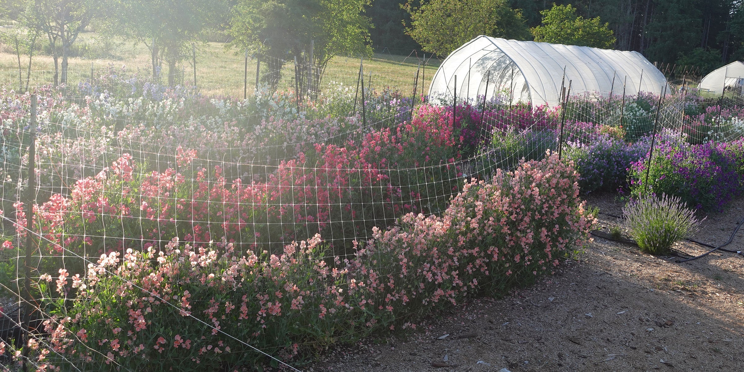 Rows of colorful sweet peas blooming in soft morning light at Sweet Pea Gardens in southwest Washington.