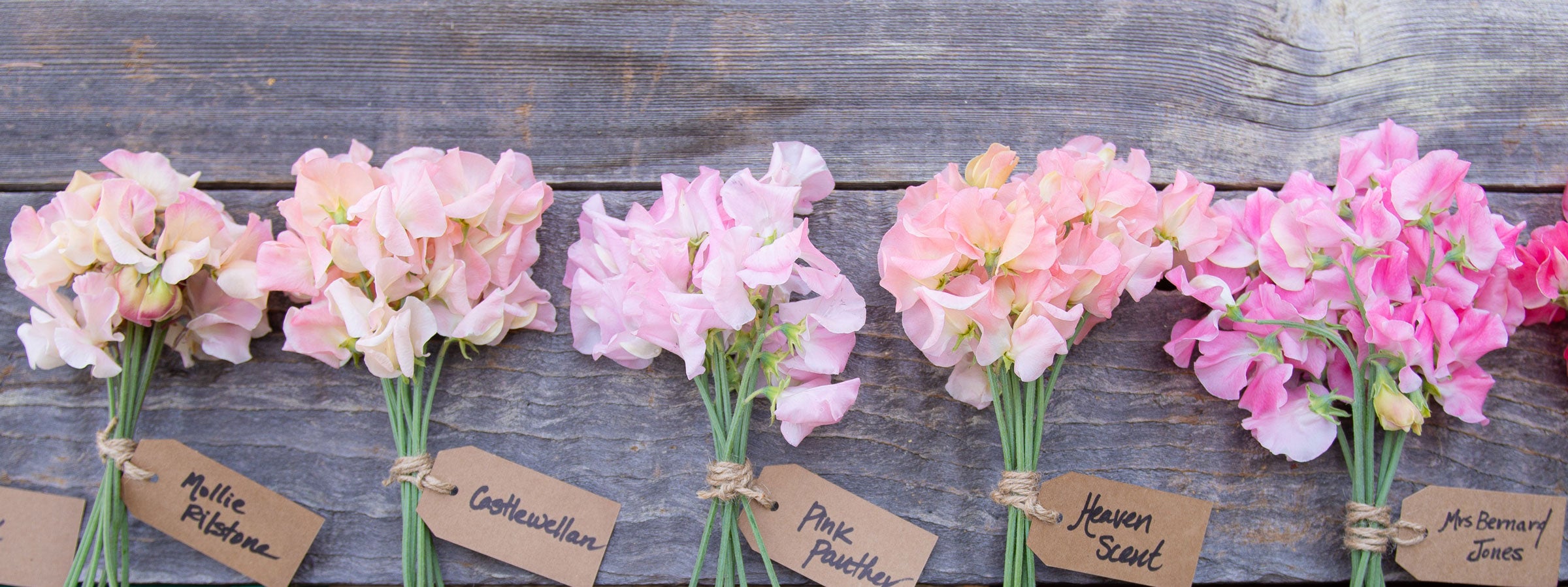 Bunches of sweet peas labelled by variety, showcasing the 2026–2027 Sweet Pea Seed Collection from Sweet Pea Gardens
