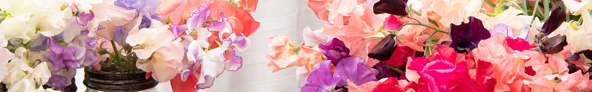 Sweet Peas for Cut Flowers
