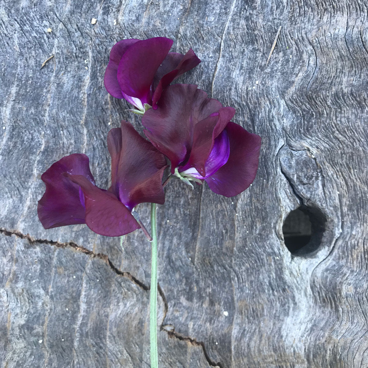 Close-up of Magnificent Maroon sweet pea (Lathyrus odoratus) showing large, gently ruffled, velvety maroon flowers with rich purple undertones on a long green stem against weathered grey wood.