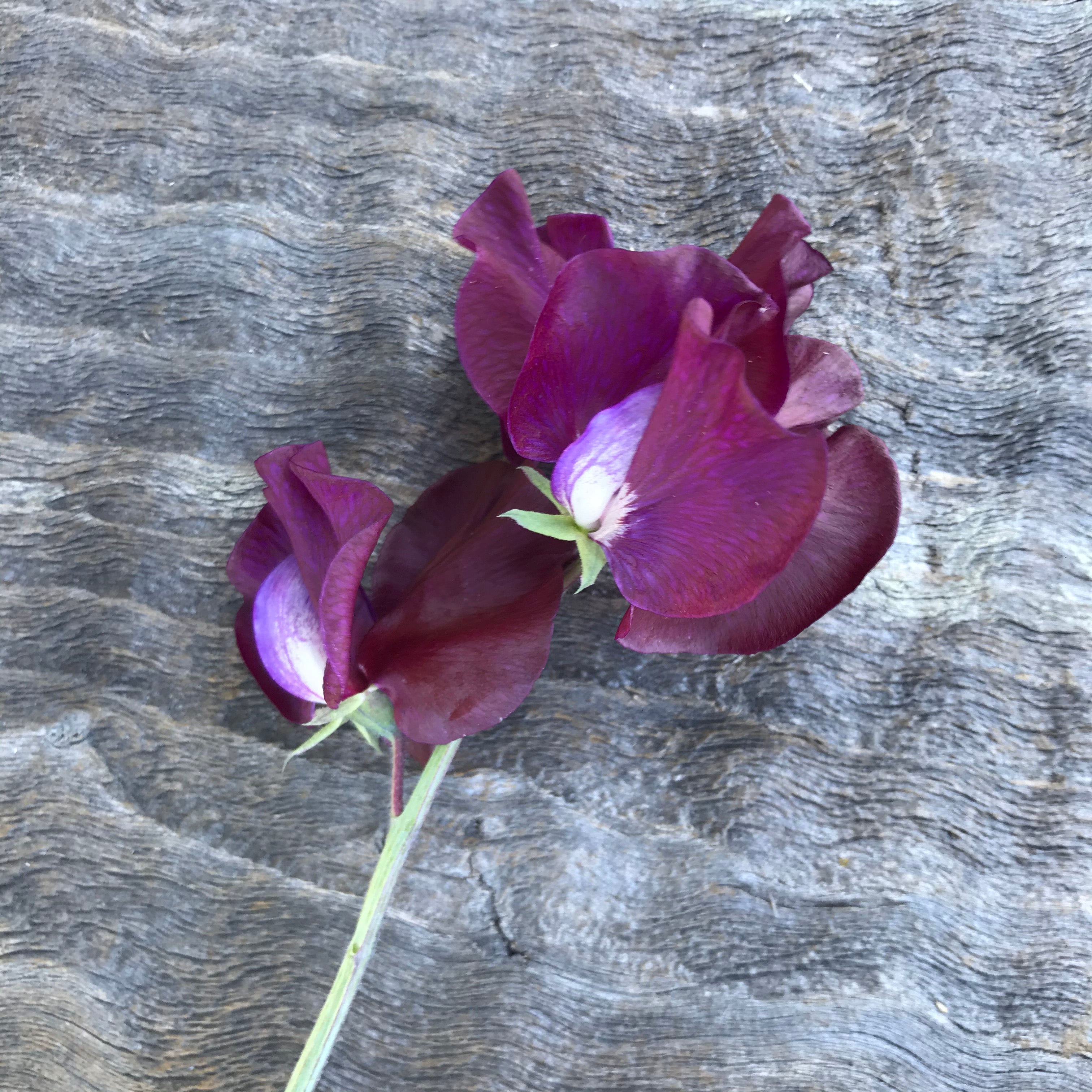Ed Fincham sweet pea single bloom