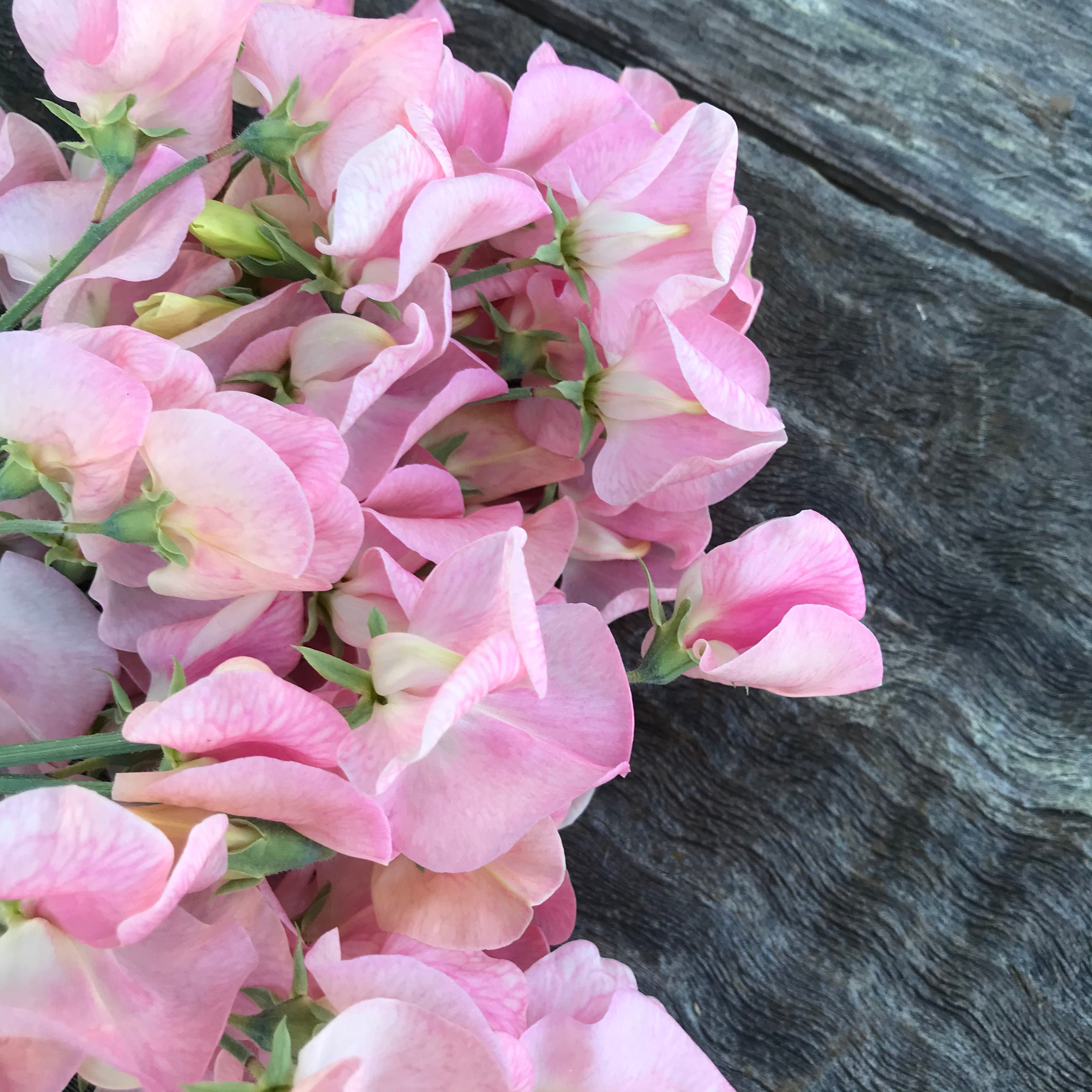 Close-up of Emily sweet pea pink flowers with a dark background