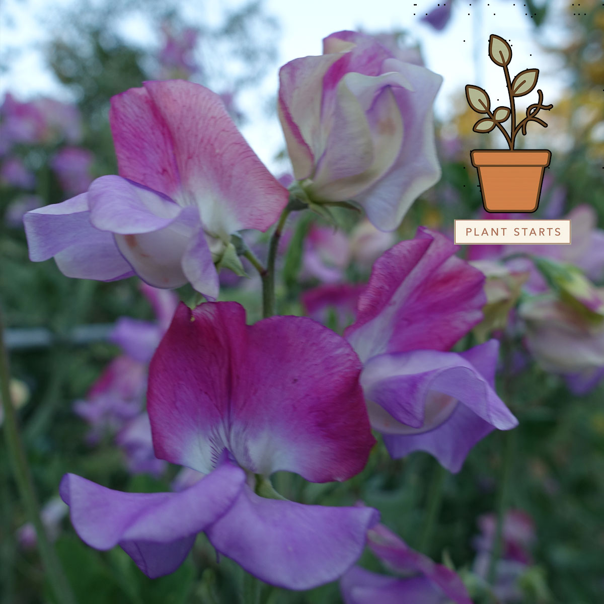 Enchante Sweet pea plant starts