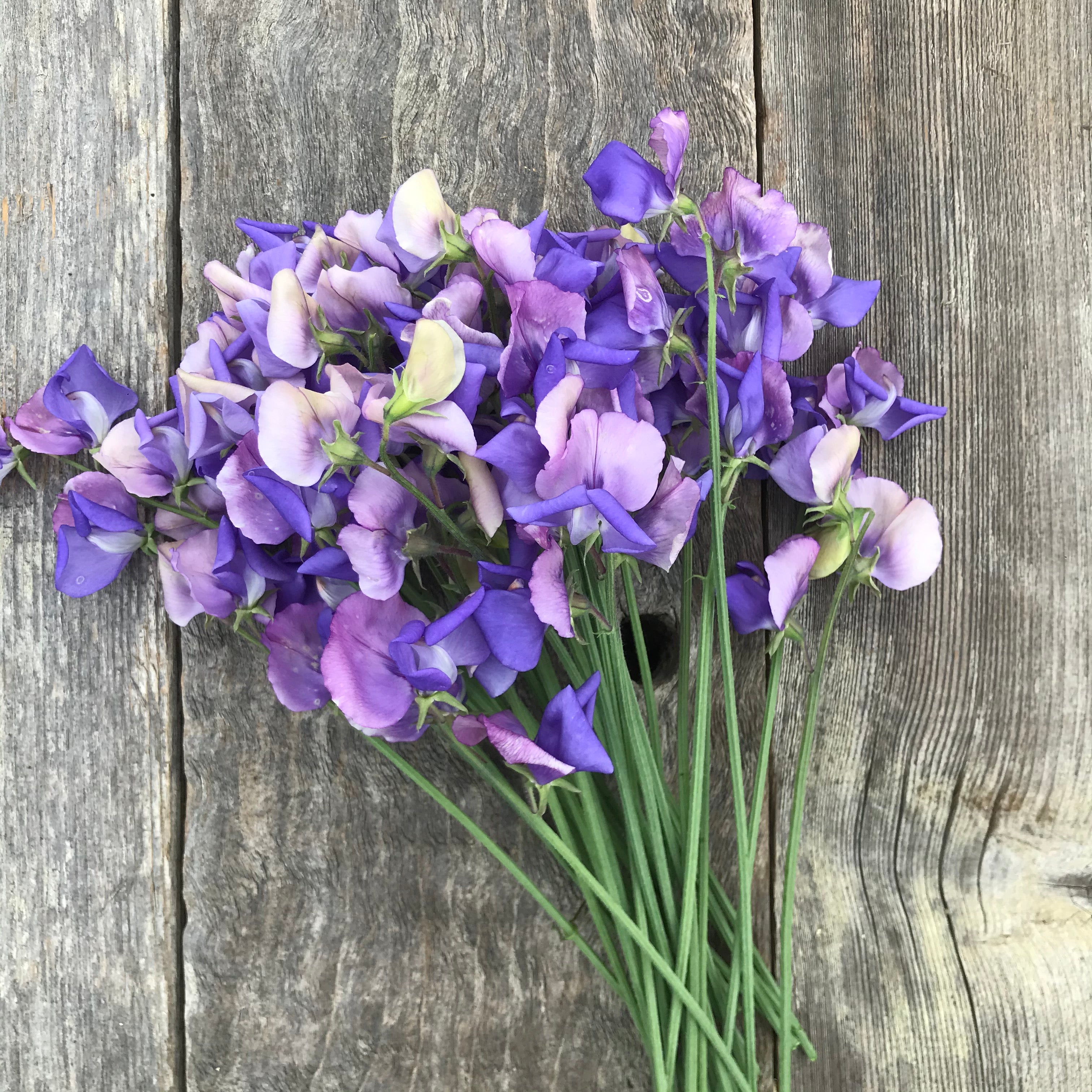 Purple and lavender tones on these Erewhon sweet pea flowers.