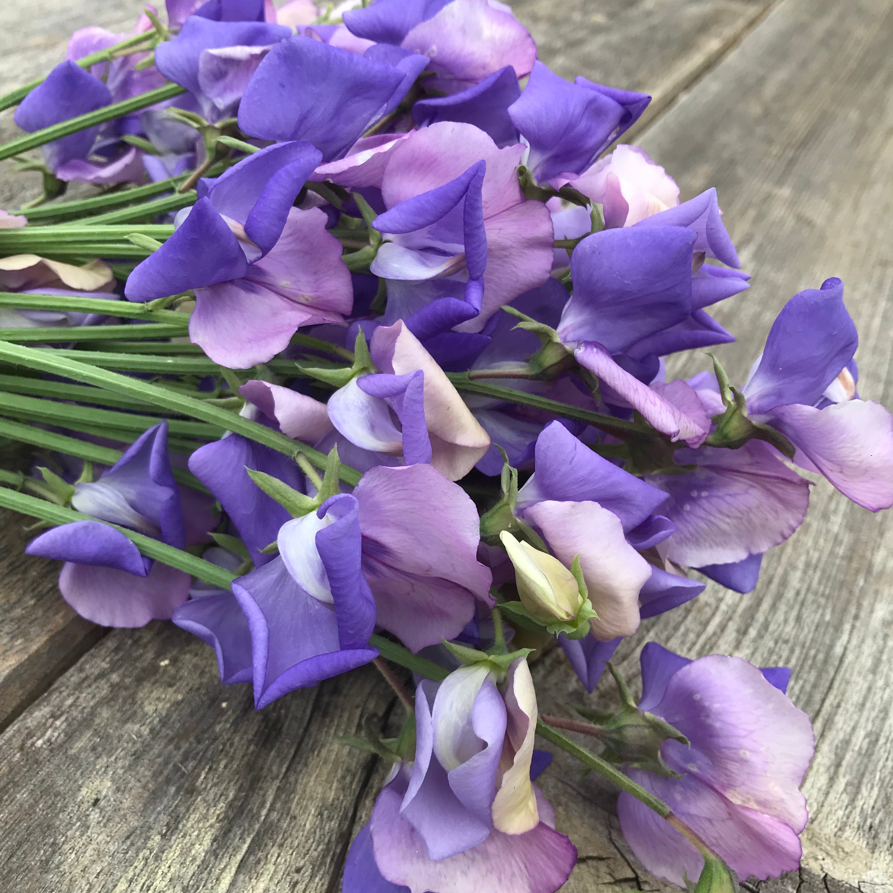 Close up of Erewhon sweet pea flowers