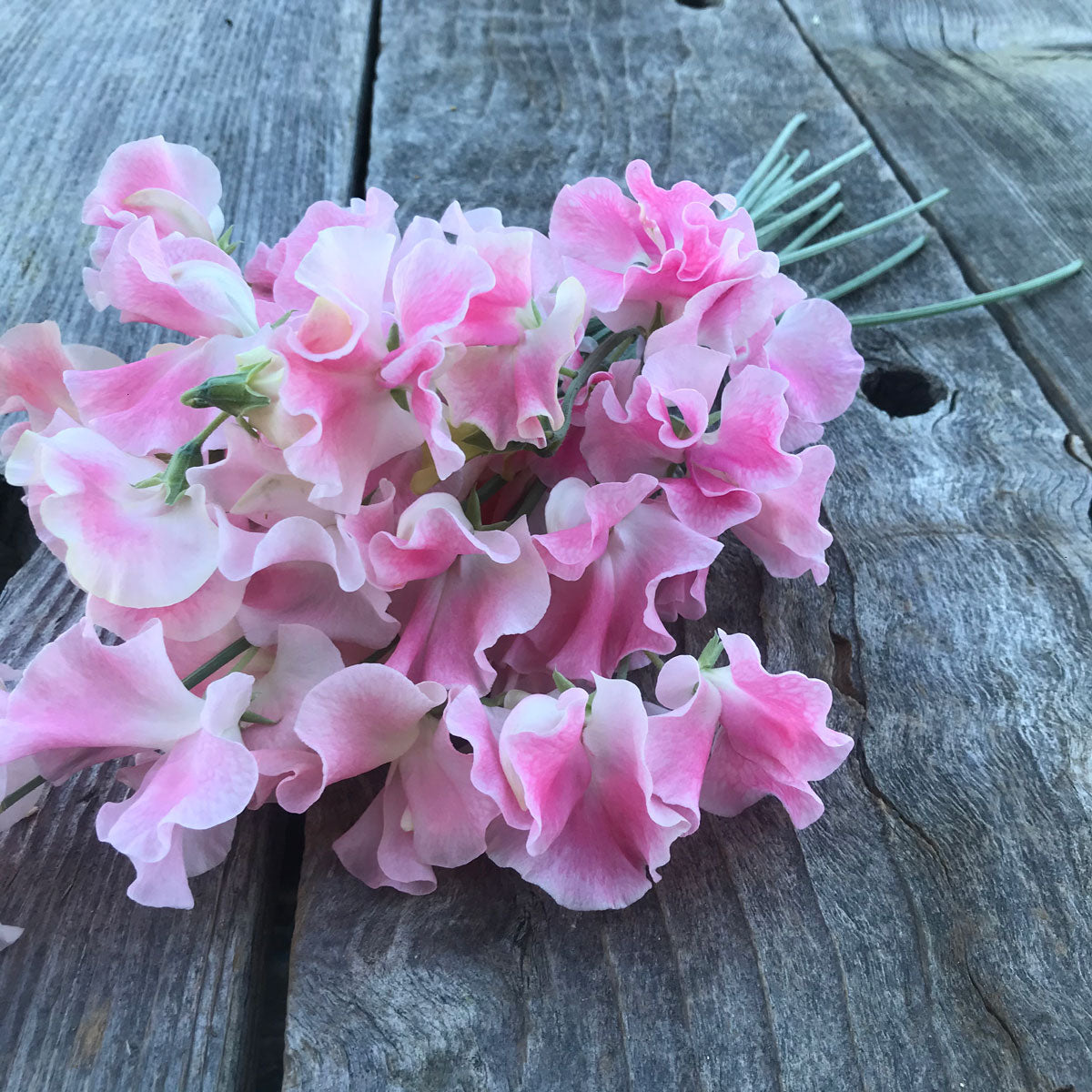 Close-up of John Gray sweet peas (Lathyrus odoratus) showing large, deeply ruffled Spencer blooms in soft pink with pale blush and white edges, gathered in a bouquet on weathered grey wooden boards.