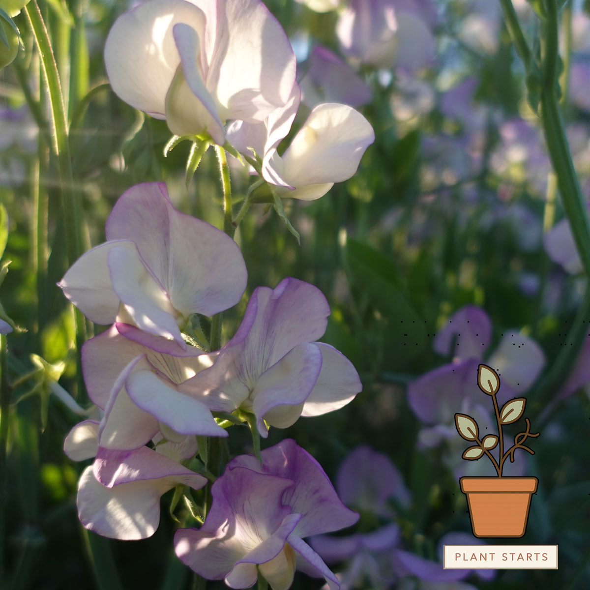 sweet pea succulent More Scent
