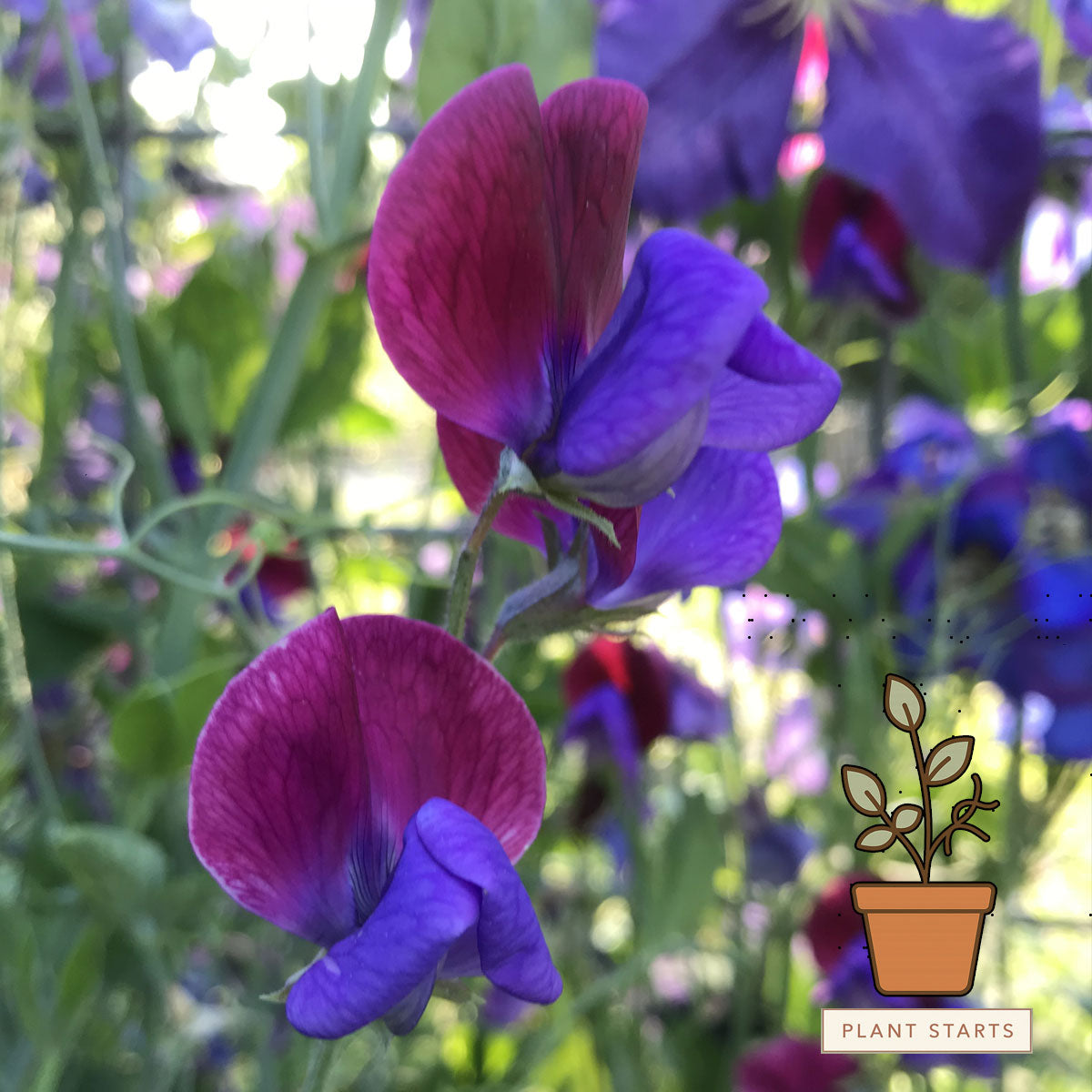 Original Sweet Pea Plant Starts