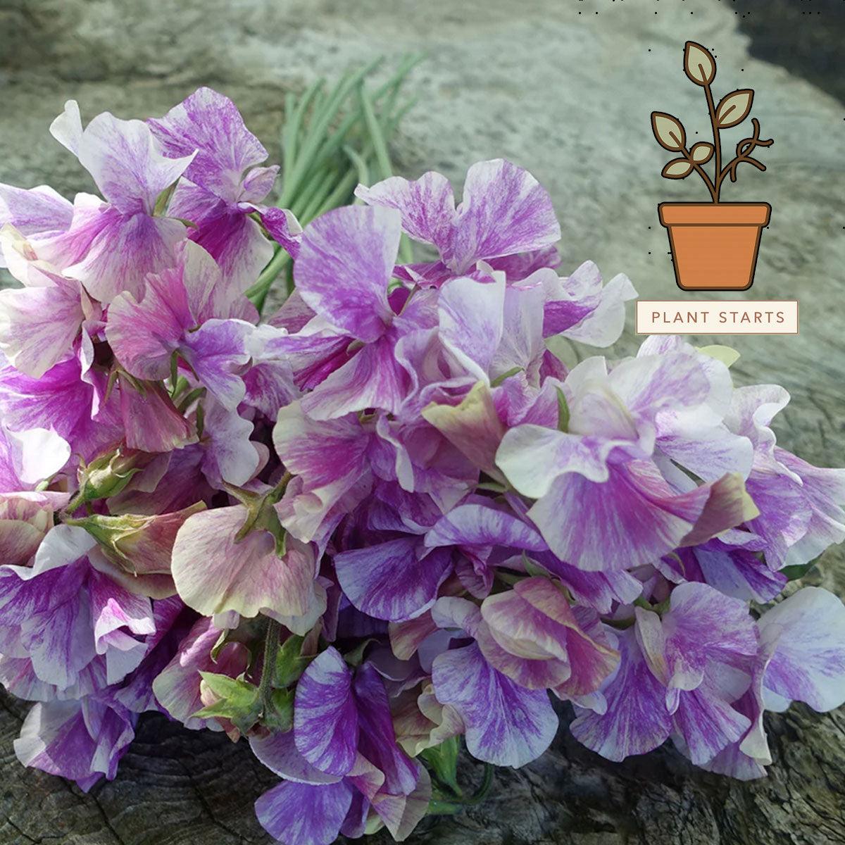 Pandemonium Sweet Pea Plant Starts