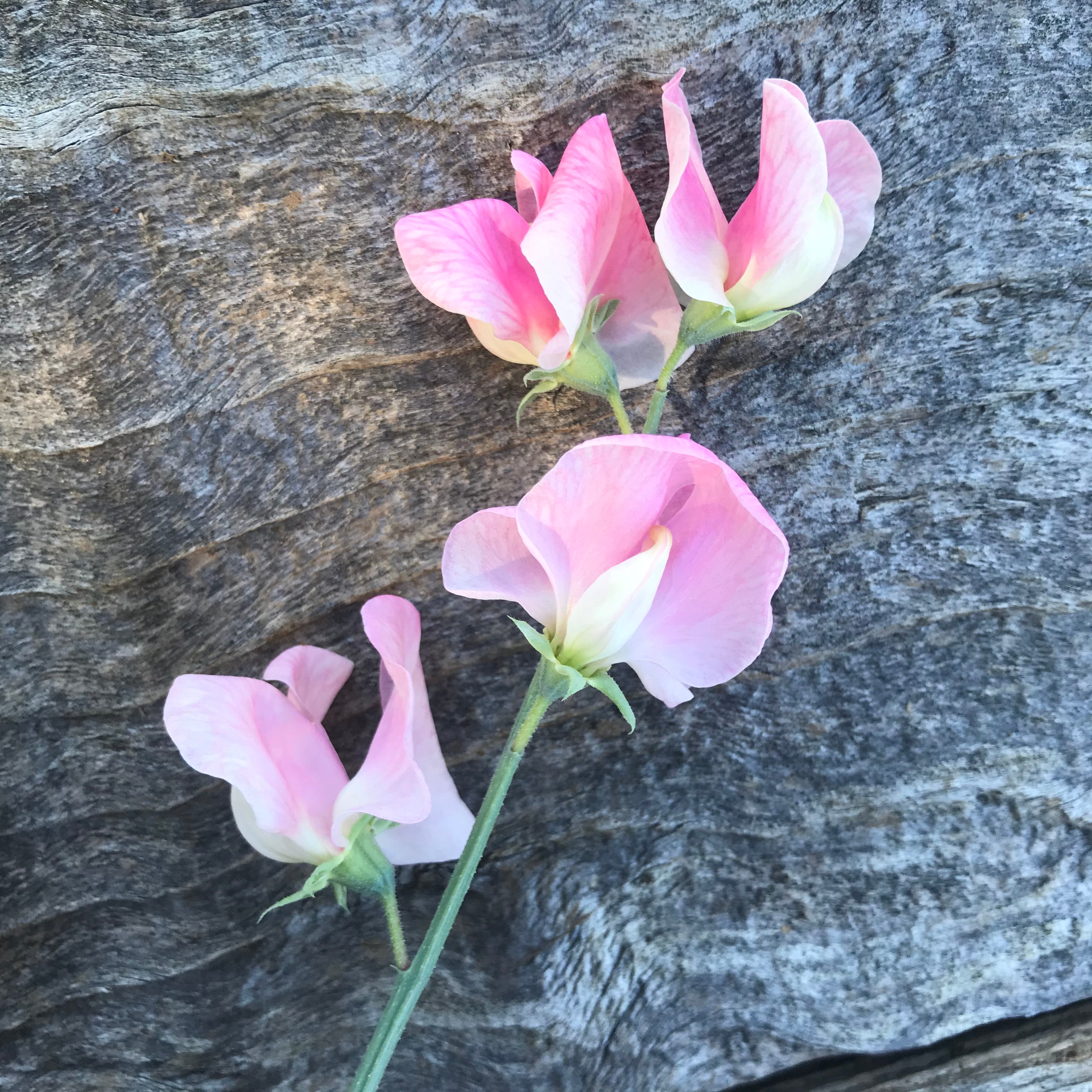 Rosay Sweet Pea Single Stem