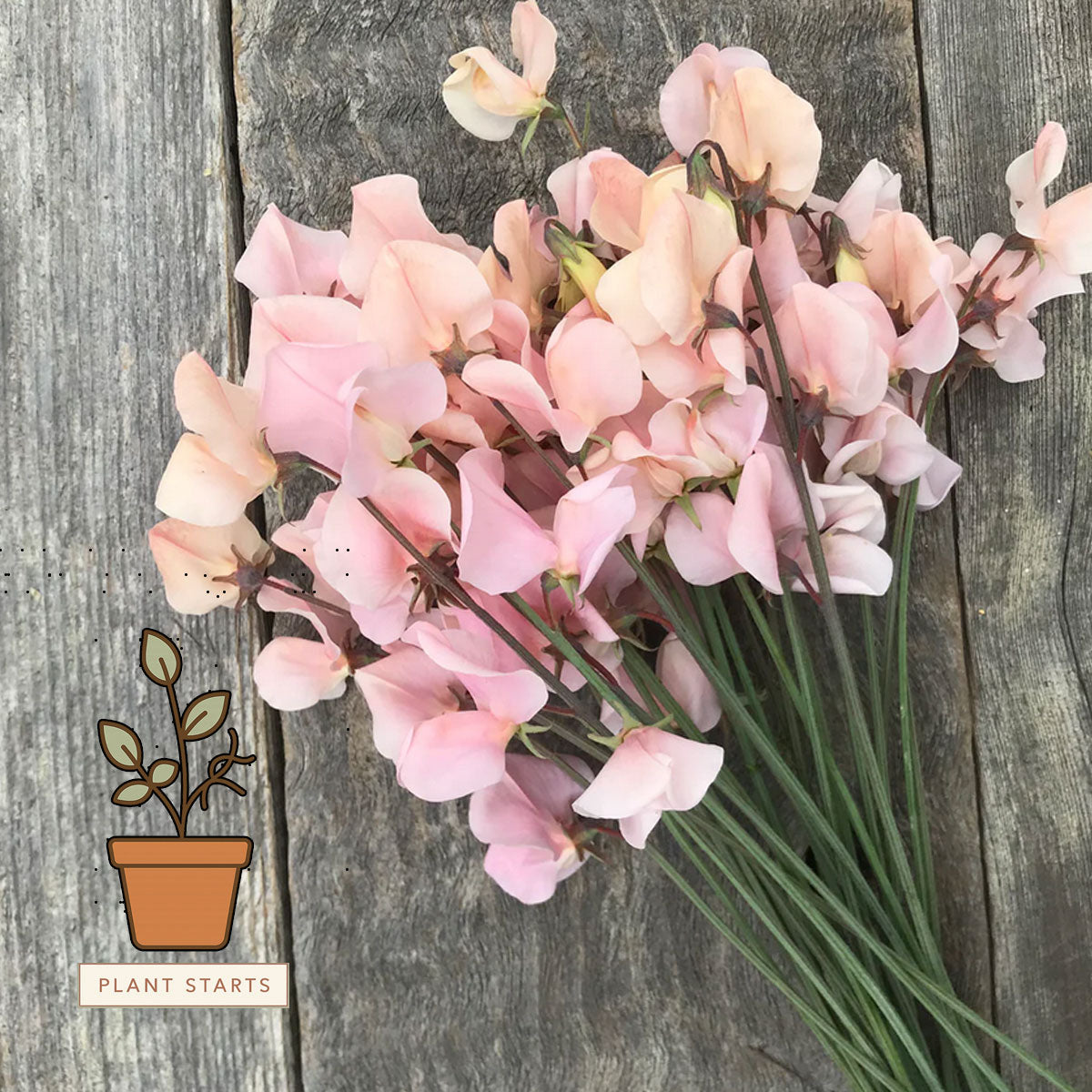 Shell Pink sweet pea plant starts