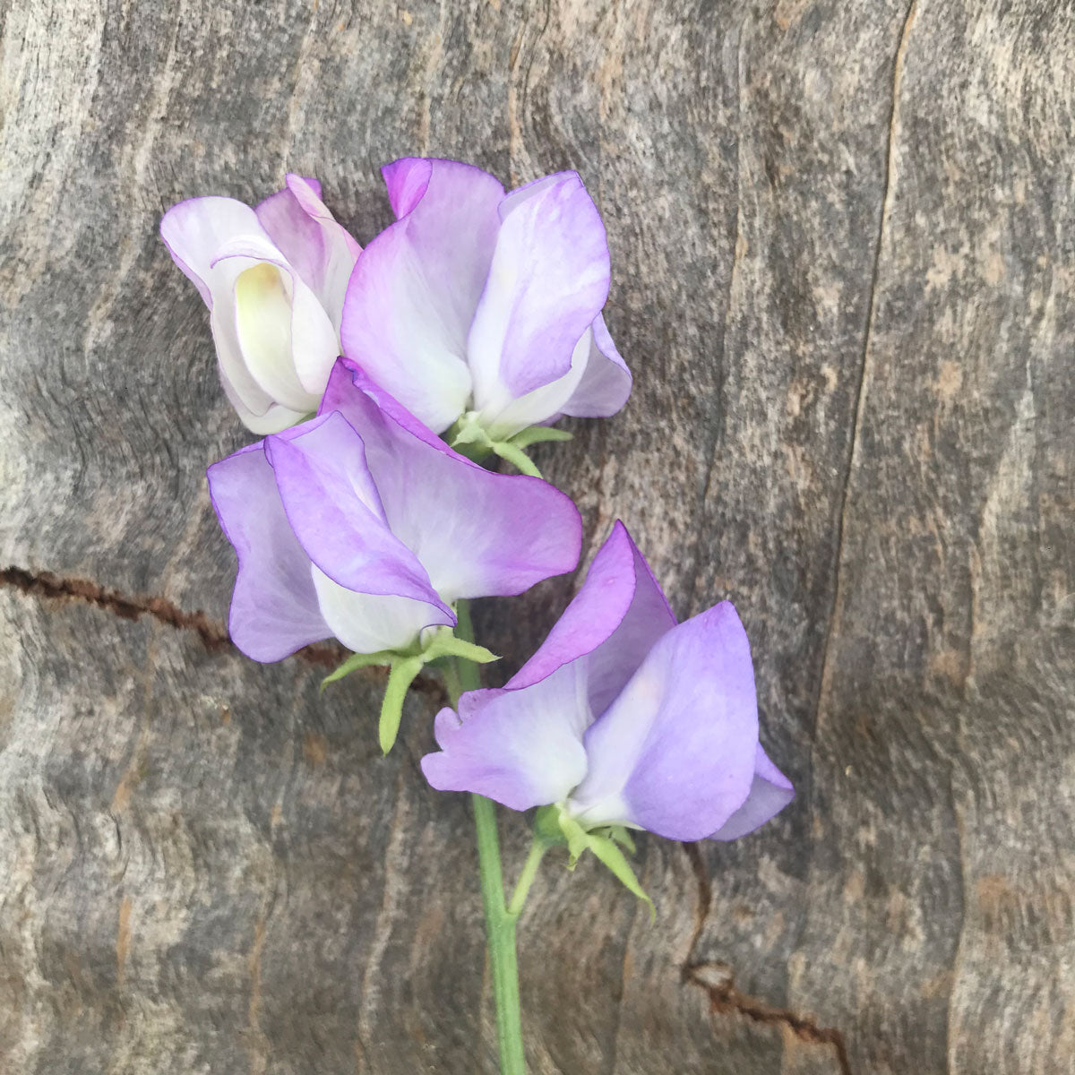 Single stem of 'Butterfly' sweet pea flower laying on a rustic wooden board