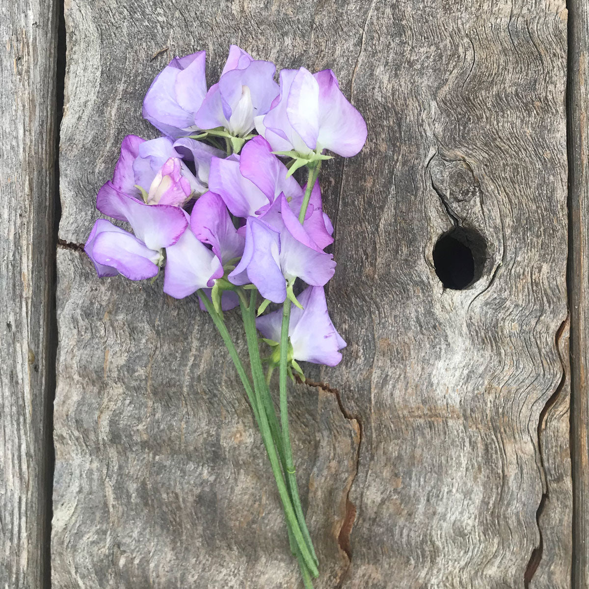 'Butterfly' sweet pea flowers laying on a rustic wooden board