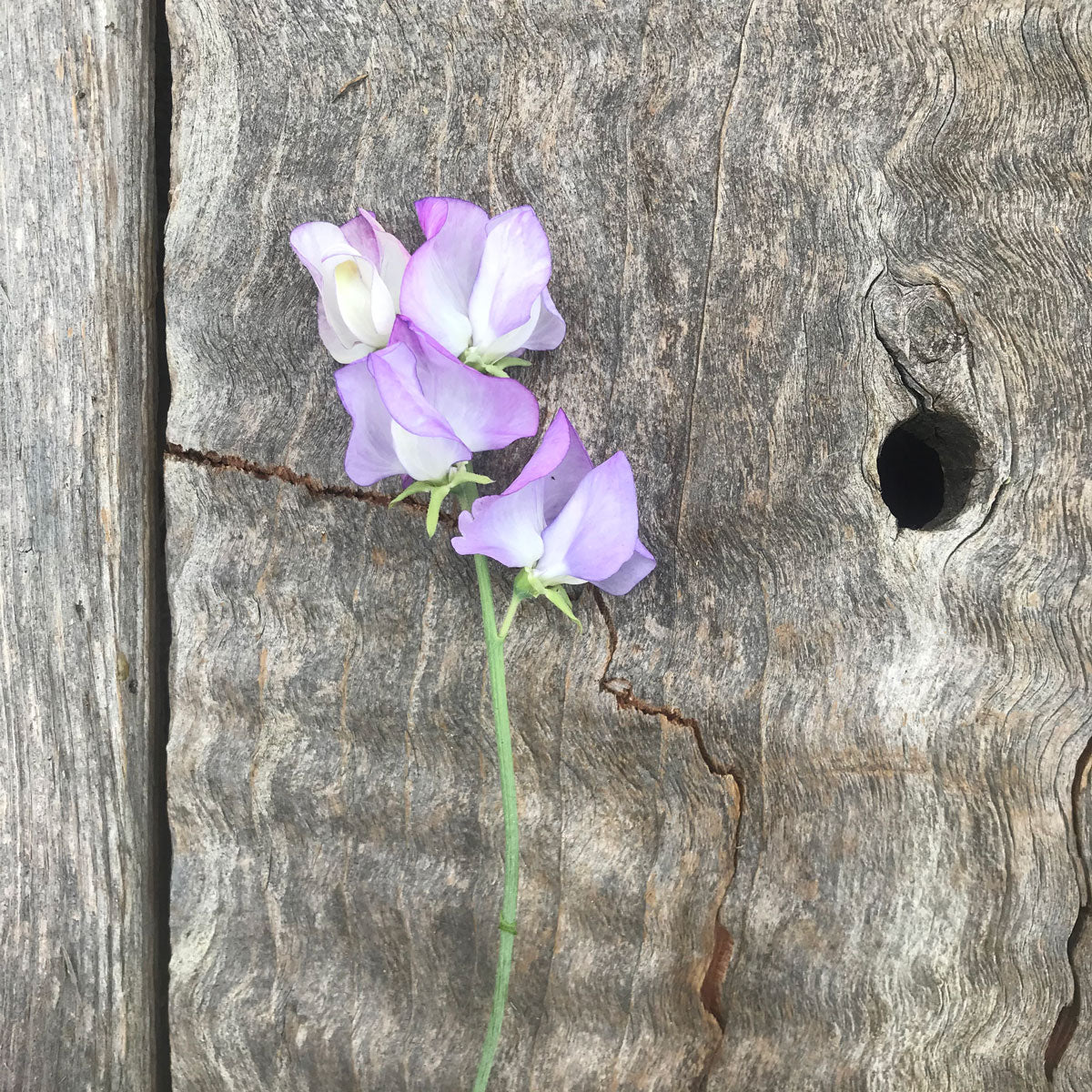 Close up of 'Butterfly' sweet pea flowers laying on a rustic wooden board