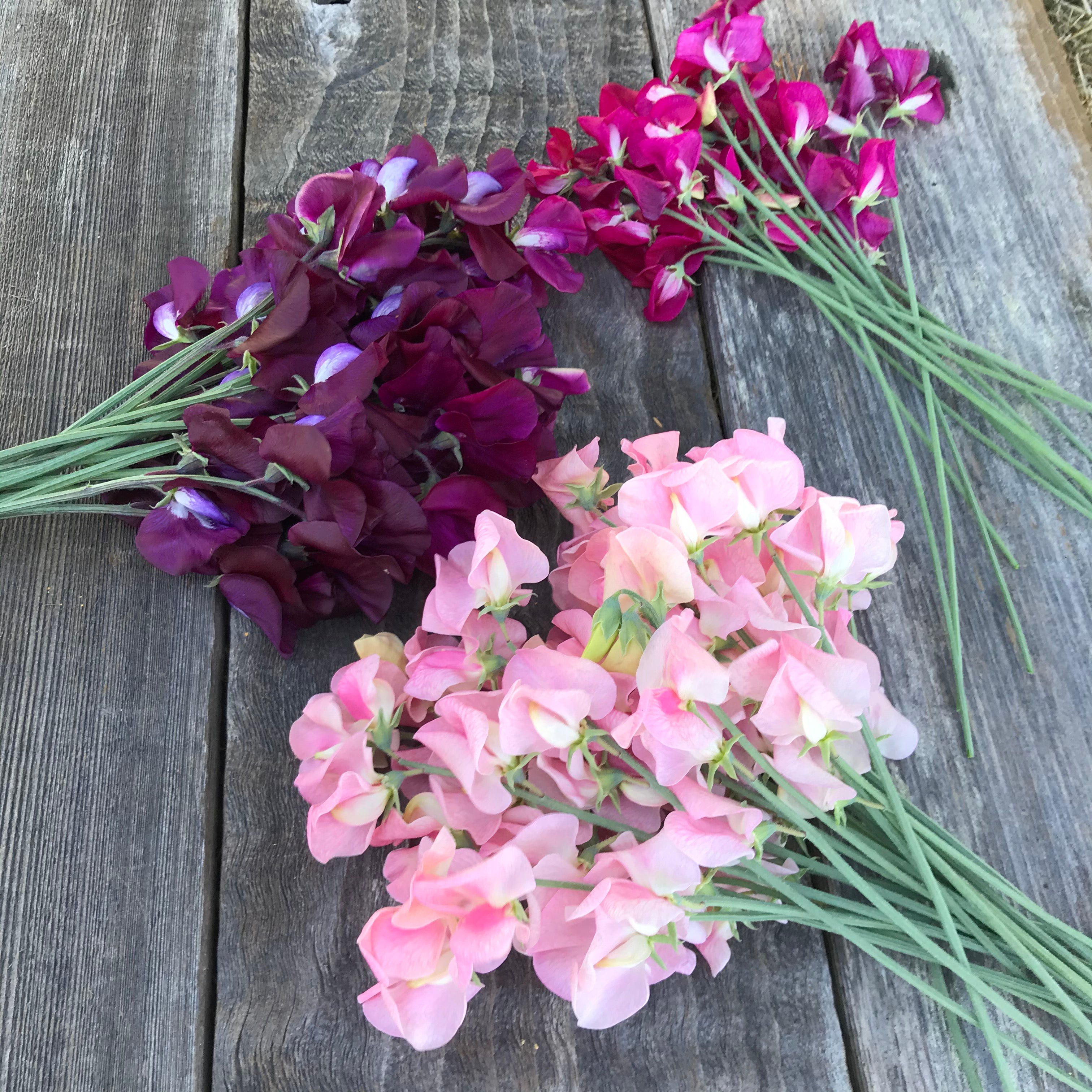 Three fragrant sweet pea flower bouquets in pastel pink, maroon, and cream tones – freshly cut blooms from Sweet Pea Gardens.