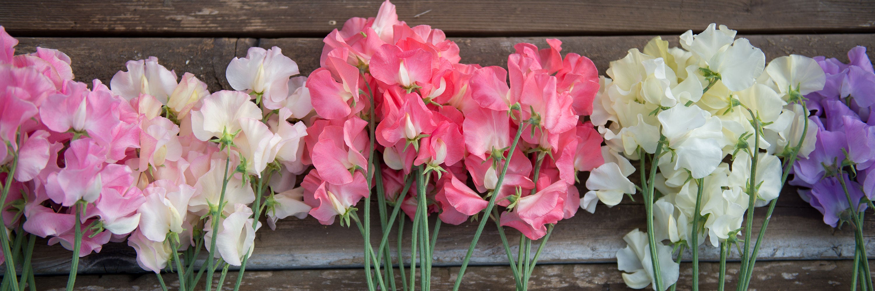The Sweet Pea Variety Library from Sweet Pea Gardens