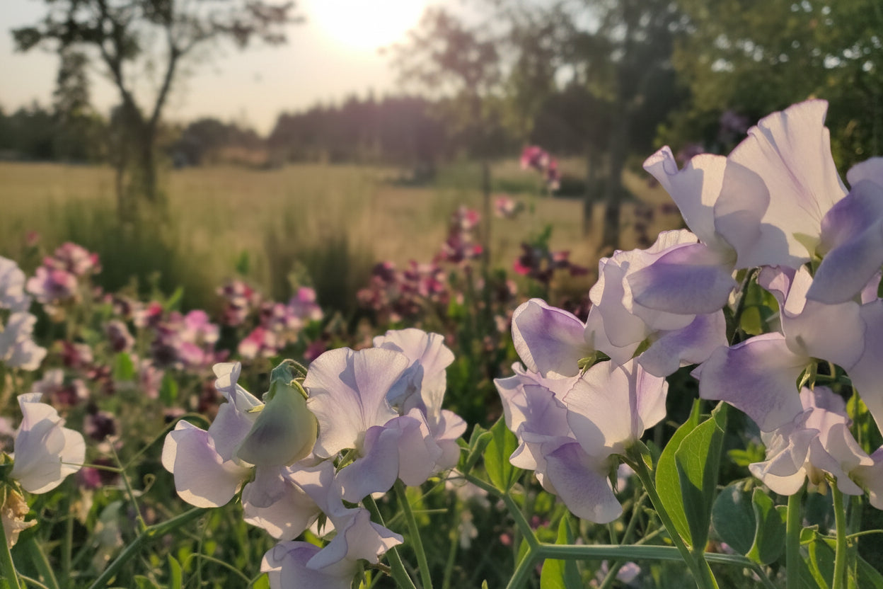 Sweet Pea Library and Archive