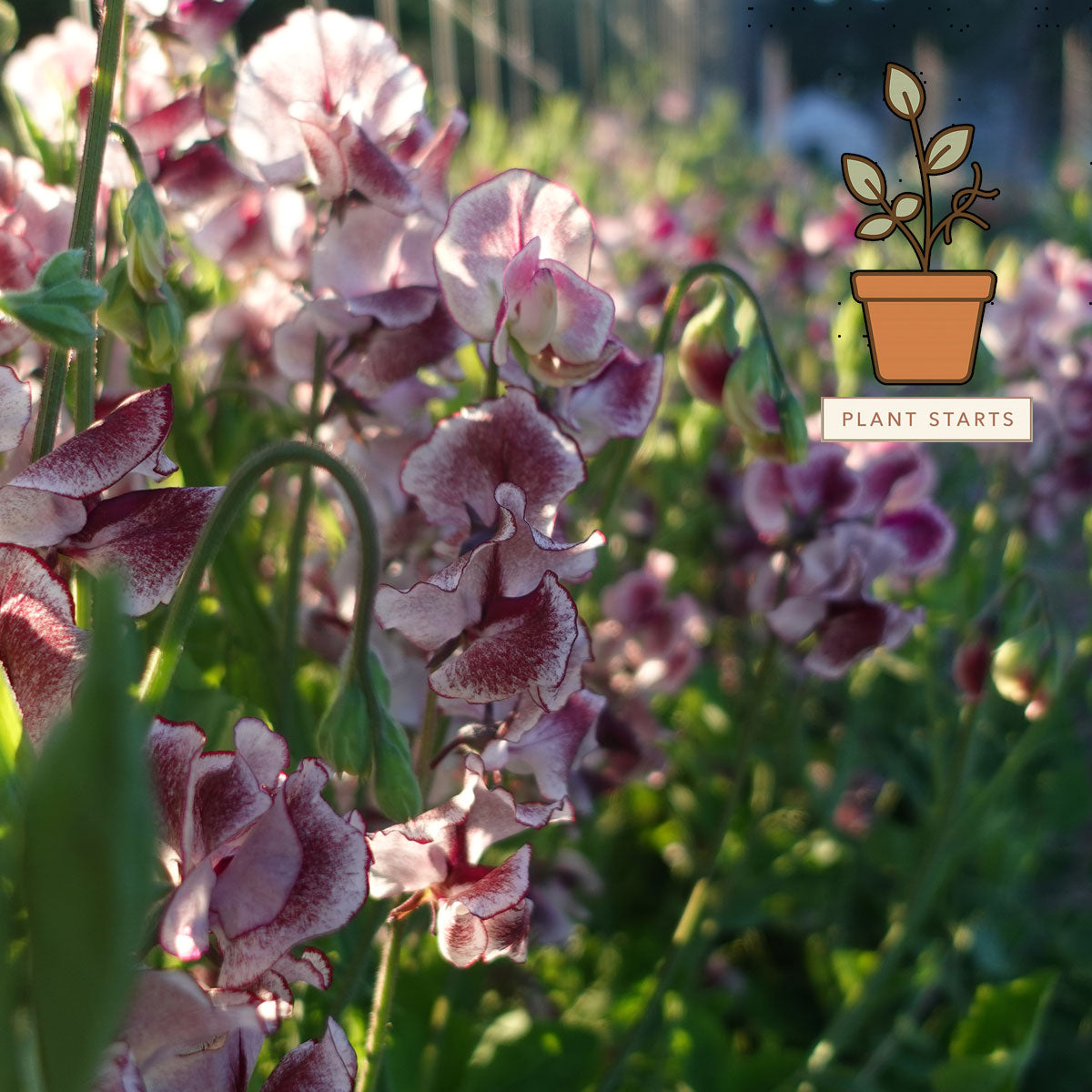 Wiltshire Ripple Sweet Pea Plant Starts