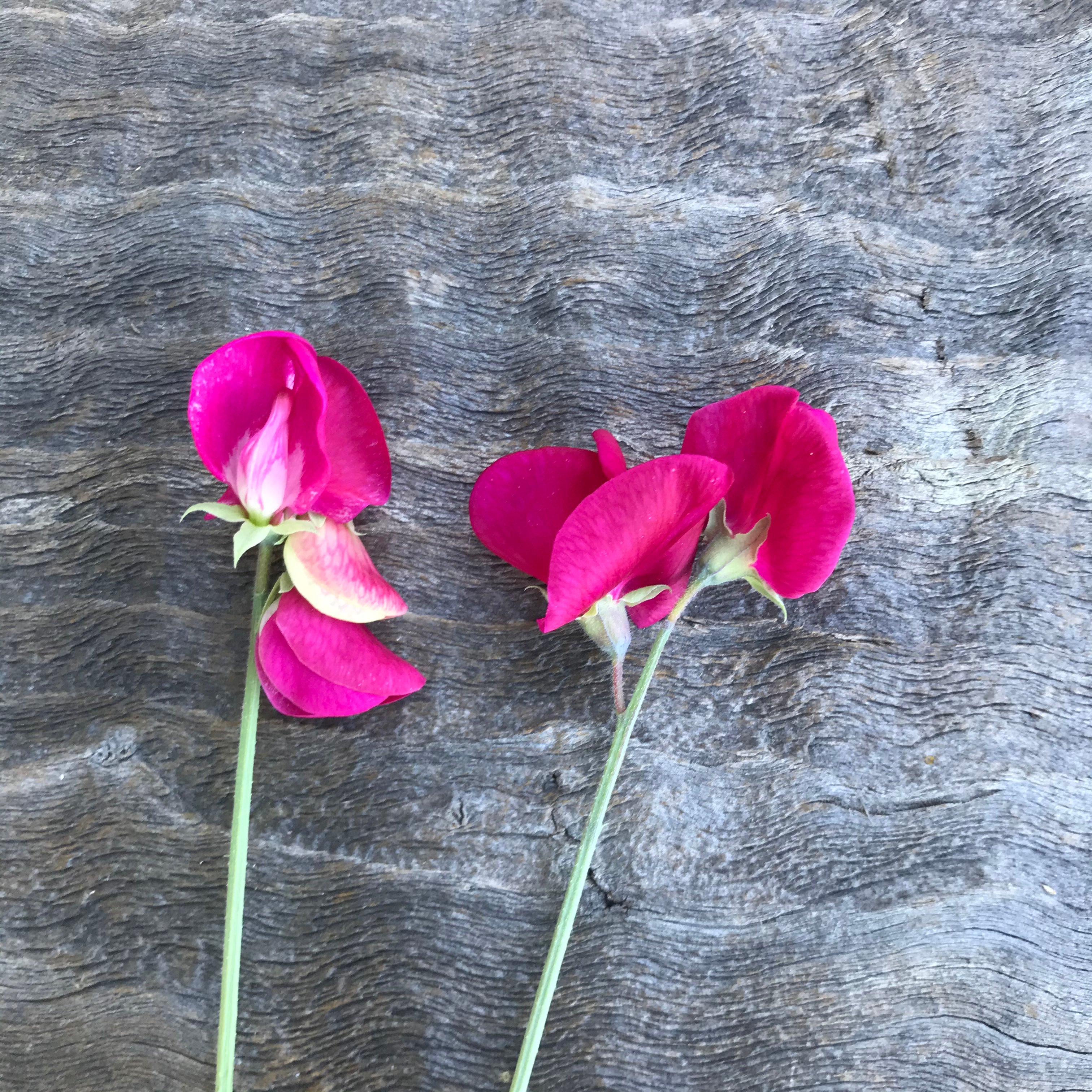 Zorija Rose Sweet Pea Flower Single Stem