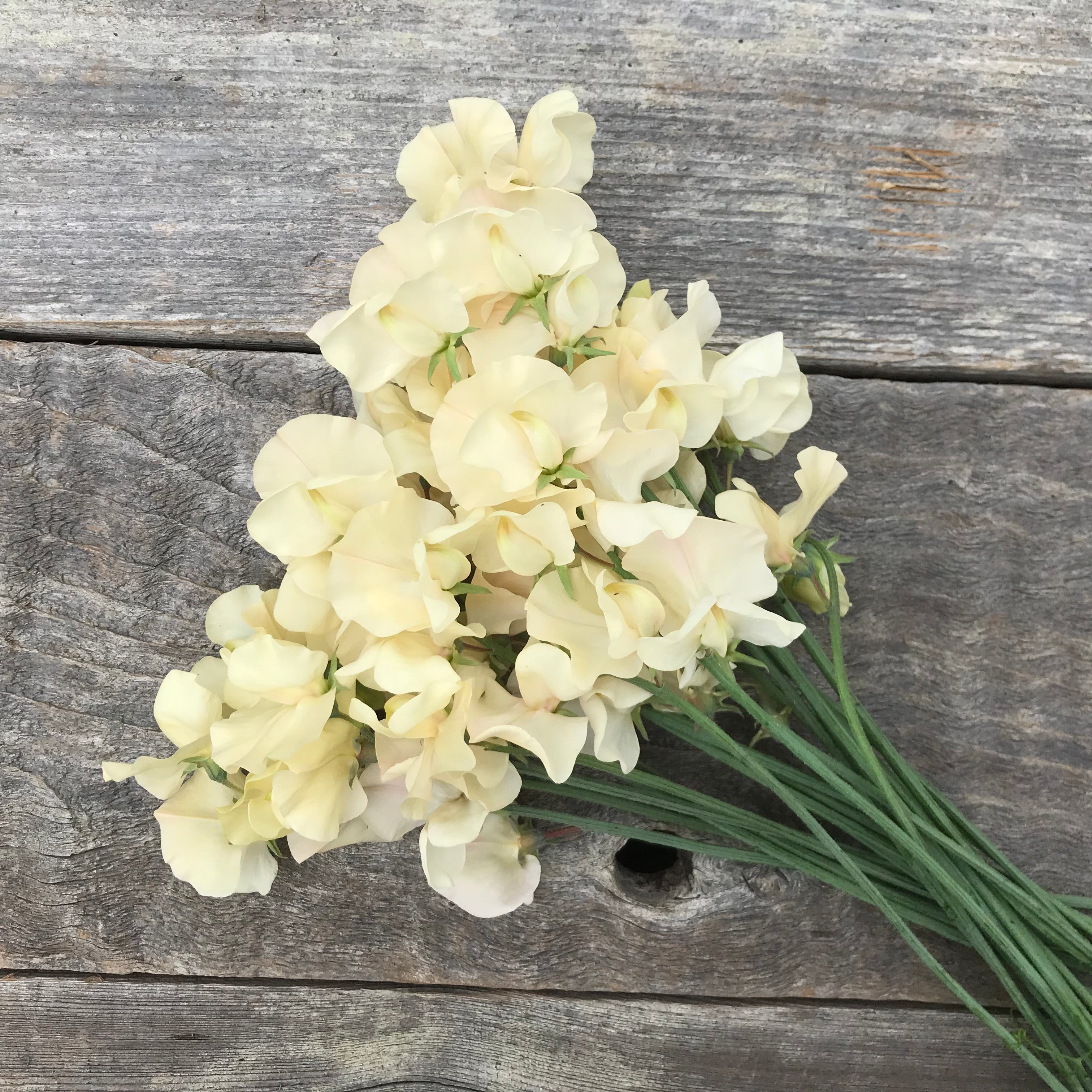 Bouquet of Juliet sweet pea flowers with soft blush and champagne-toned petals, arranged with long stems and highly fragrant blooms.