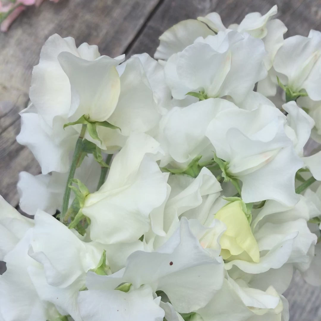 Video of Wedding Day Sweet Pea Flowers