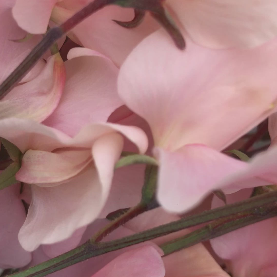 Video showing Shell Pink Sweet Pea Bouquet