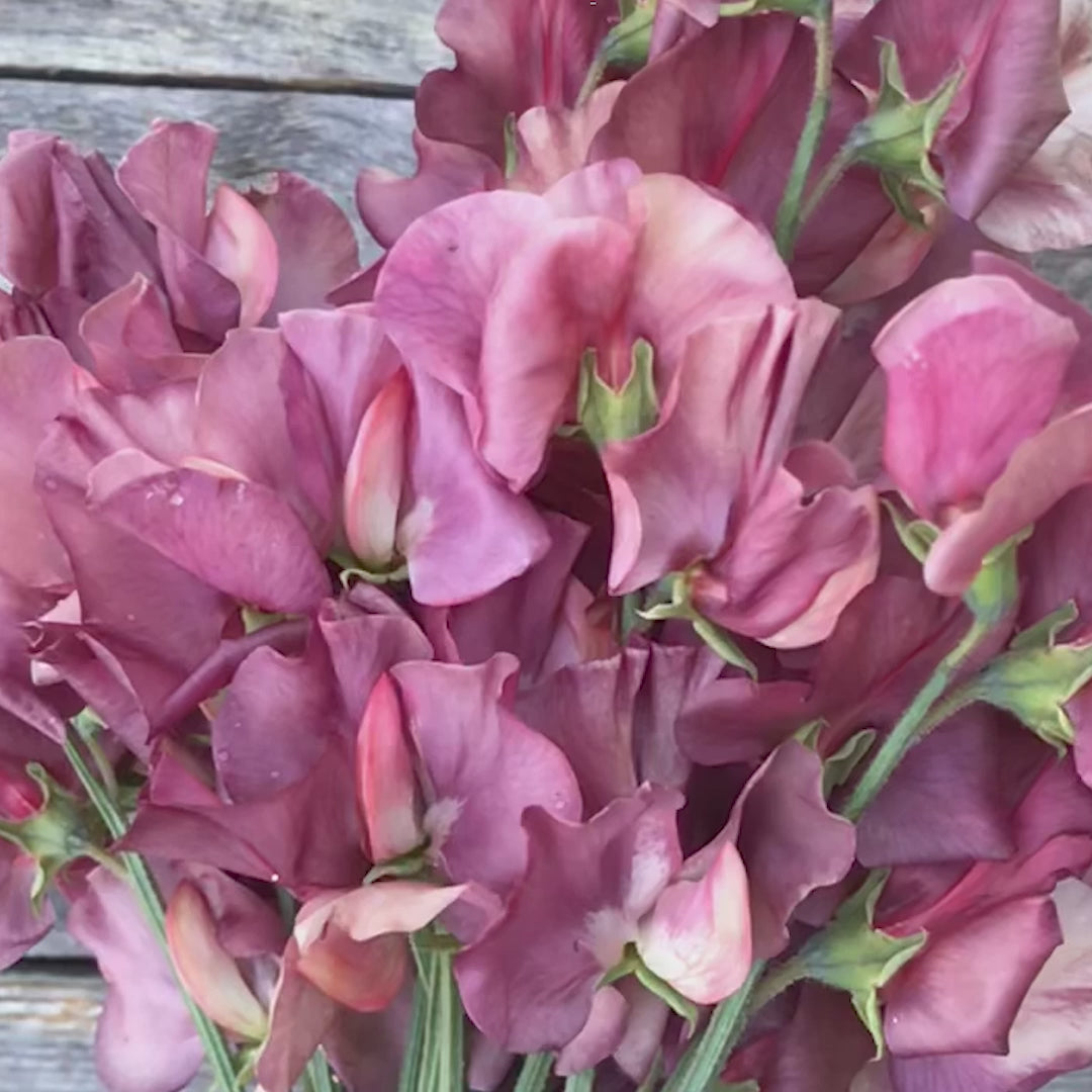 Video of Kings Ransom Sweet Pea Flowers (aged)