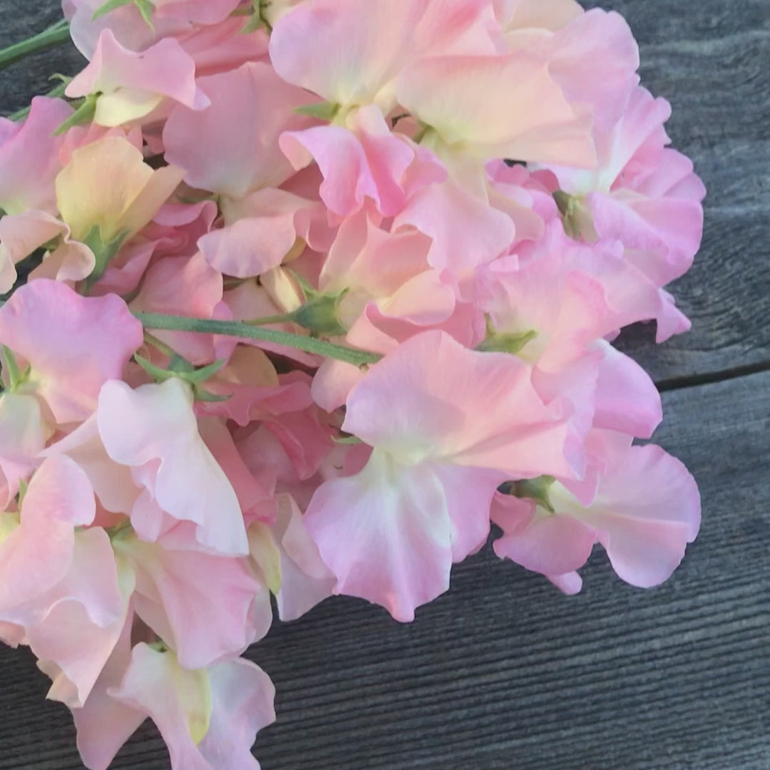 Video of Gilly Norah Sweet Pea Flowers Bouquet