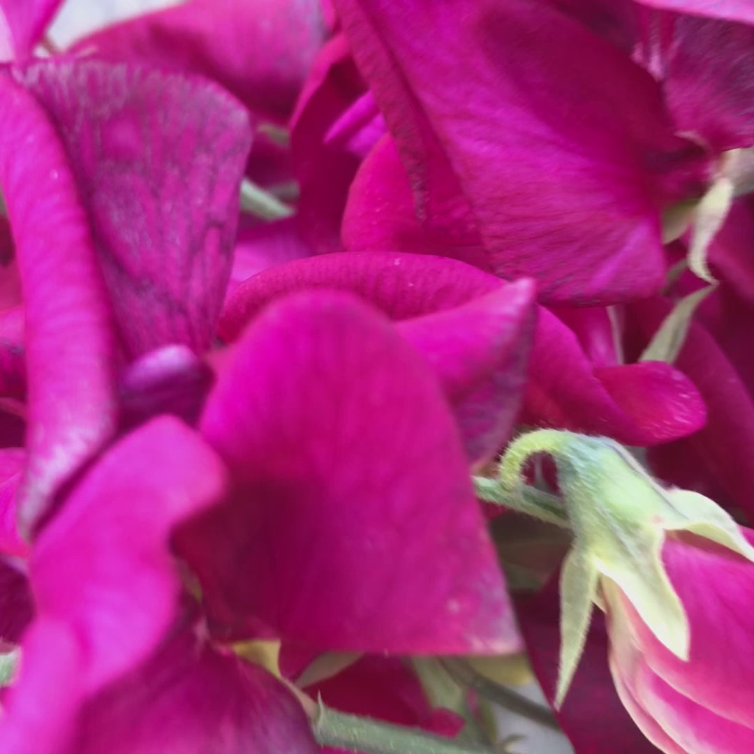 Video of Zorija Rose Sweet Pea Flowers