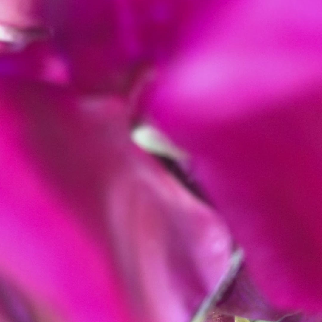 Video of Ed Fincham Sweet Pea Flower Bouquet
