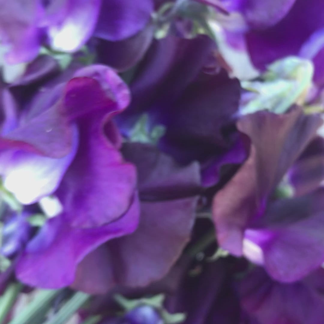 Video of Just Jenny sweet pea flowers bouquet