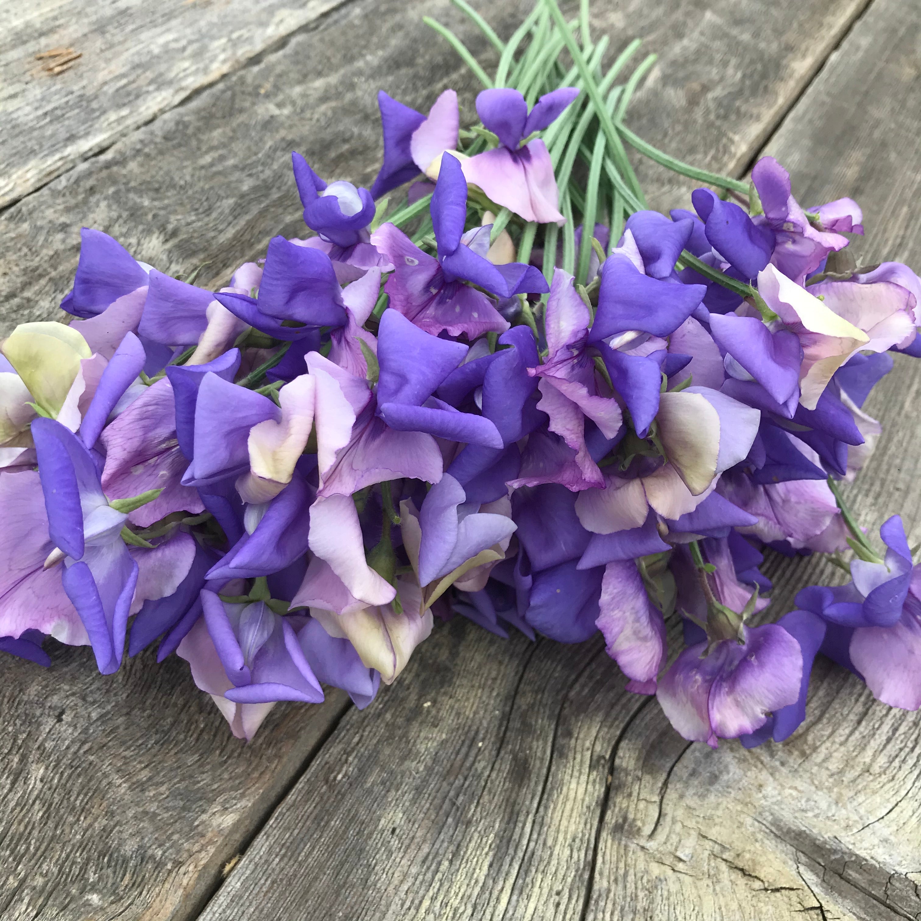 Video of fragrant purple and lavender Erewhon flowers.