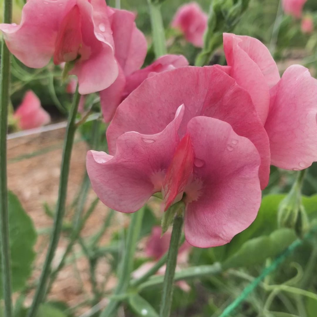 Video of Kings Ransom Sweet Pea Flowers (new)