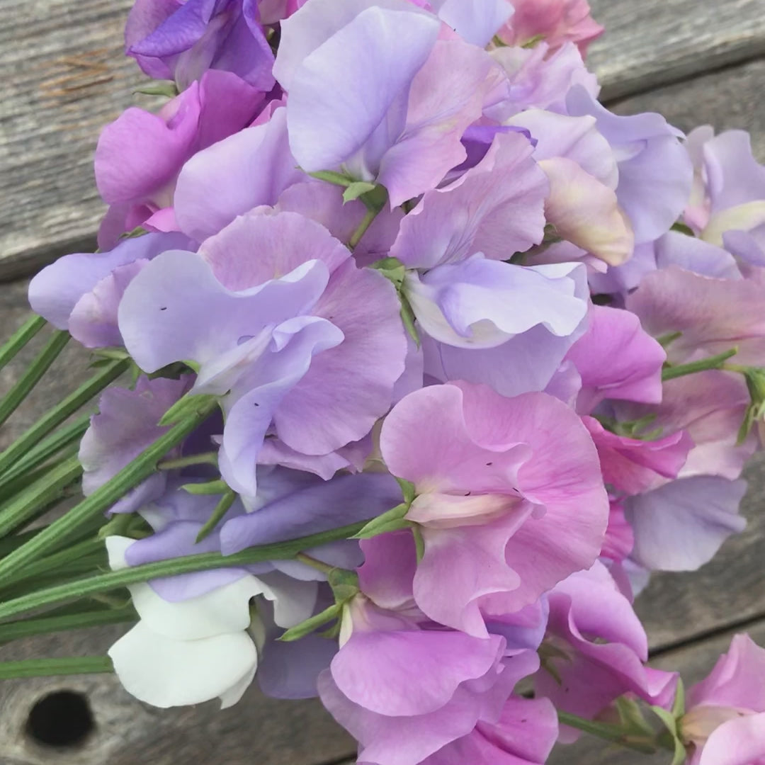 Video of Patel Mix Sweet Pea Flowers