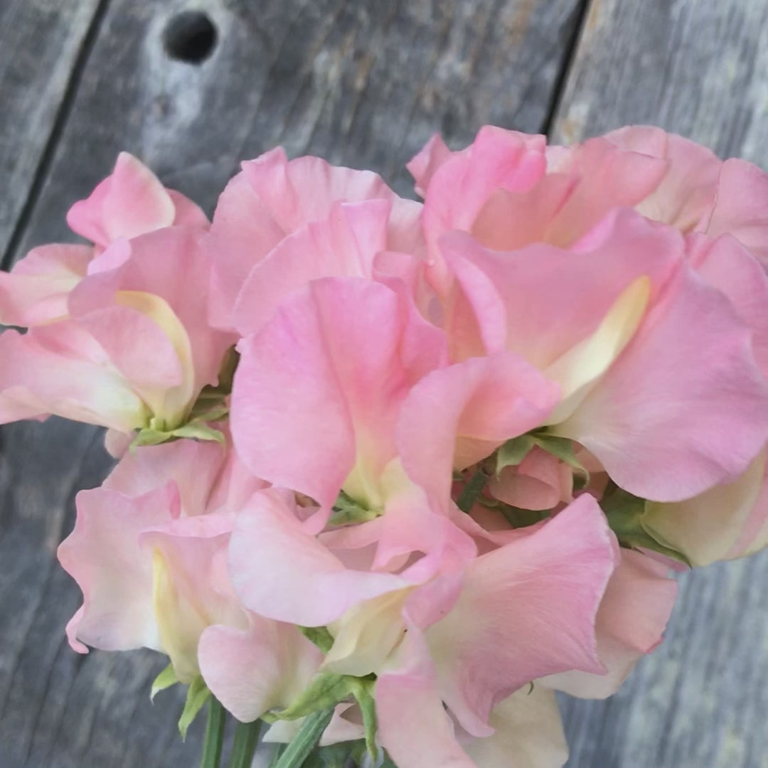 Heaven Scent Sweet Pea Flowers. Very fragrant