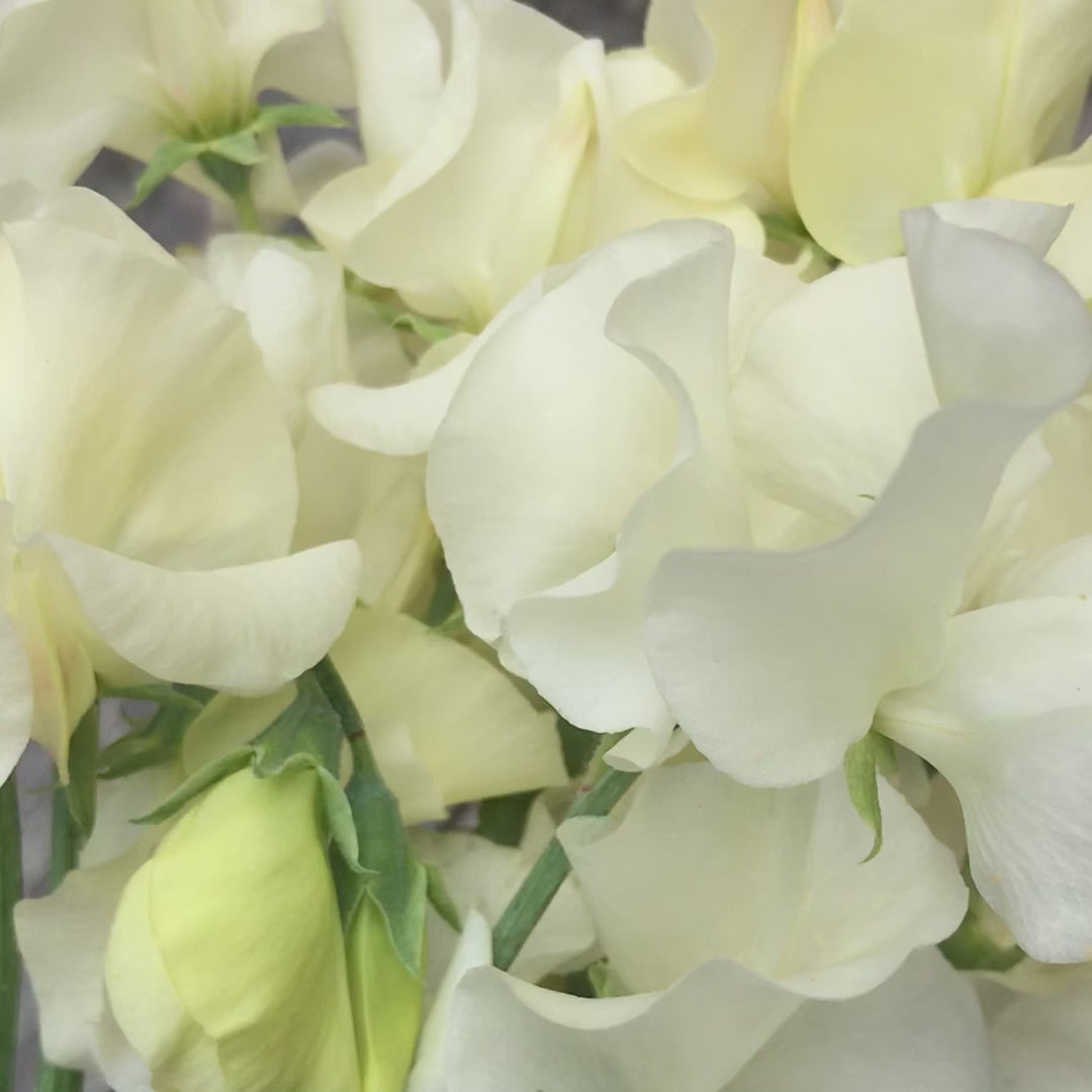 Fragrant Clotted Cream sweet pea flowers in a bouquet.