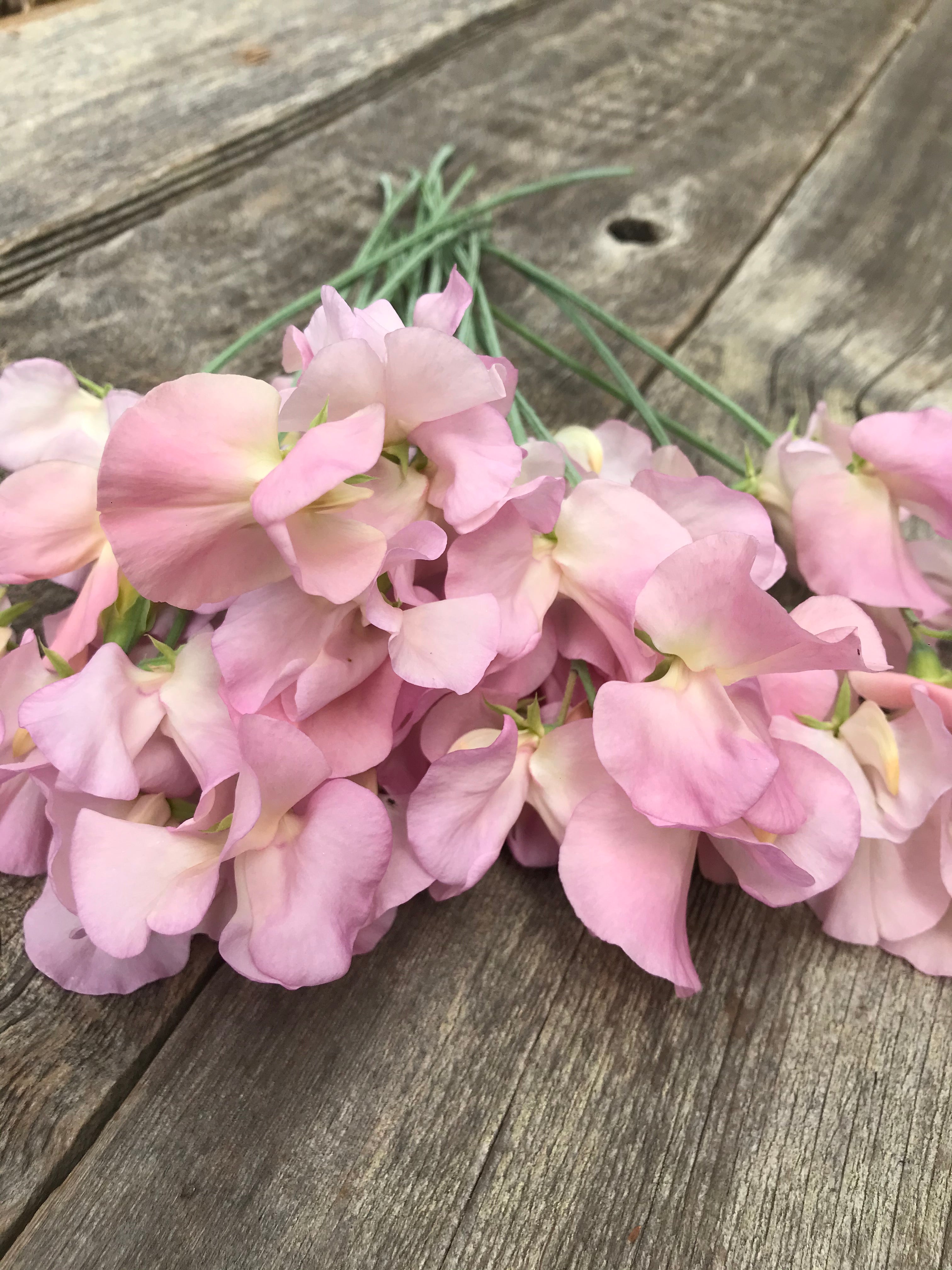 Detailed view of Sweet Pea Alisa blooms highlighting the semi-grandiflora shape and gentle color gradients.