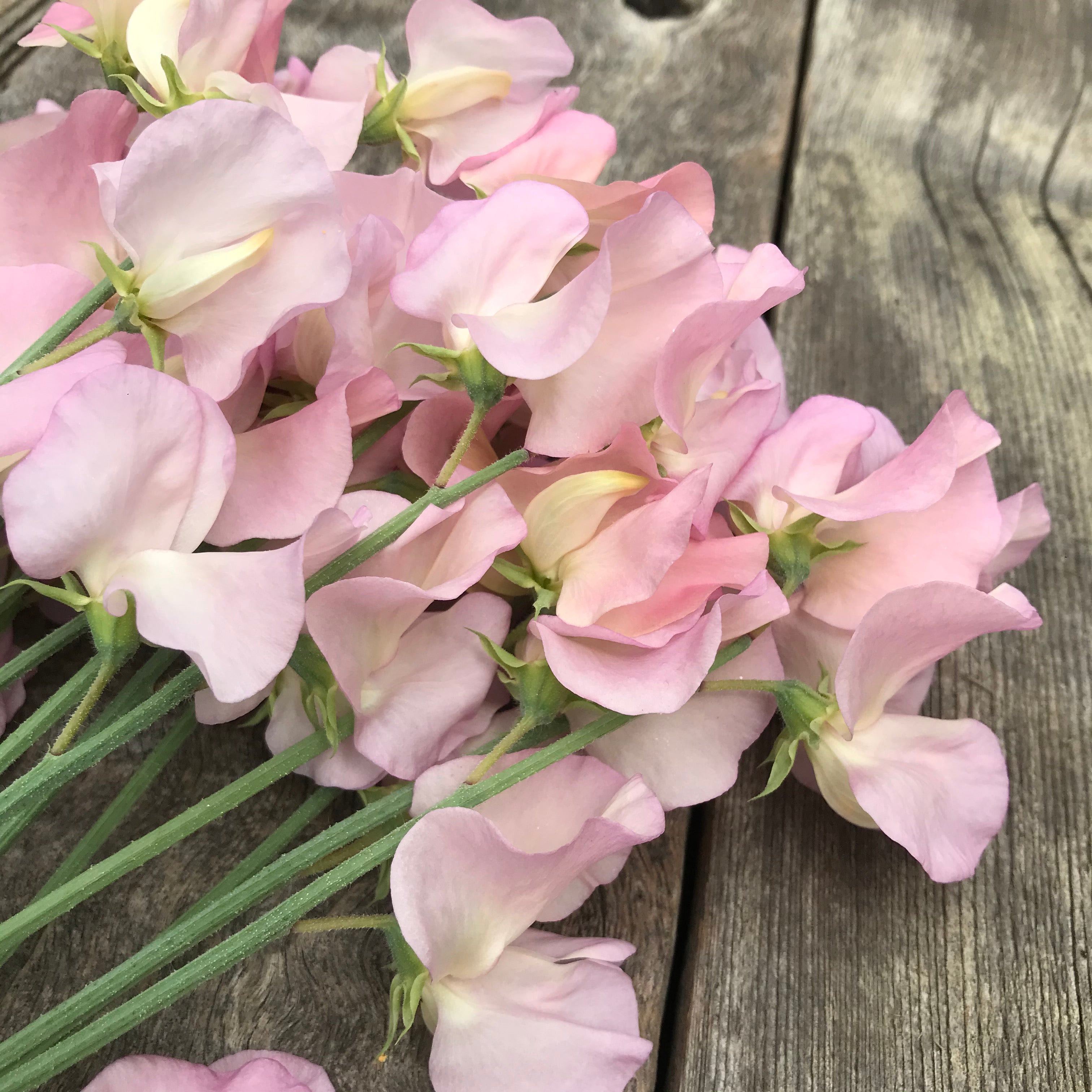 Close-up of Sweet Pea Alisa petals showing the warm pink tones with hints of apricot and subtle mauve shading.