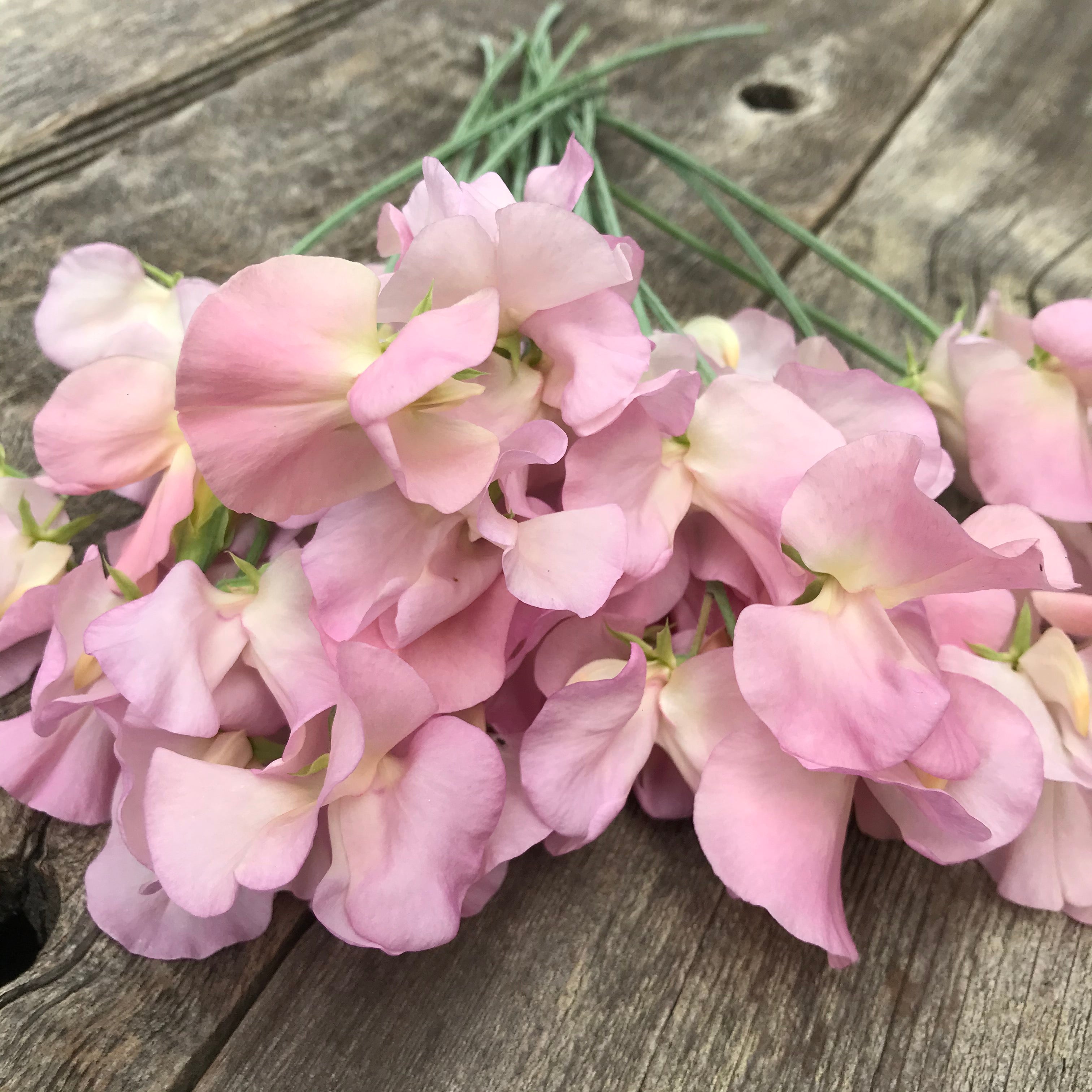 Sweet Pea Alisa flower in full bloom, glowing with a blend of mauve-pink and apricot hues in soft natural light.