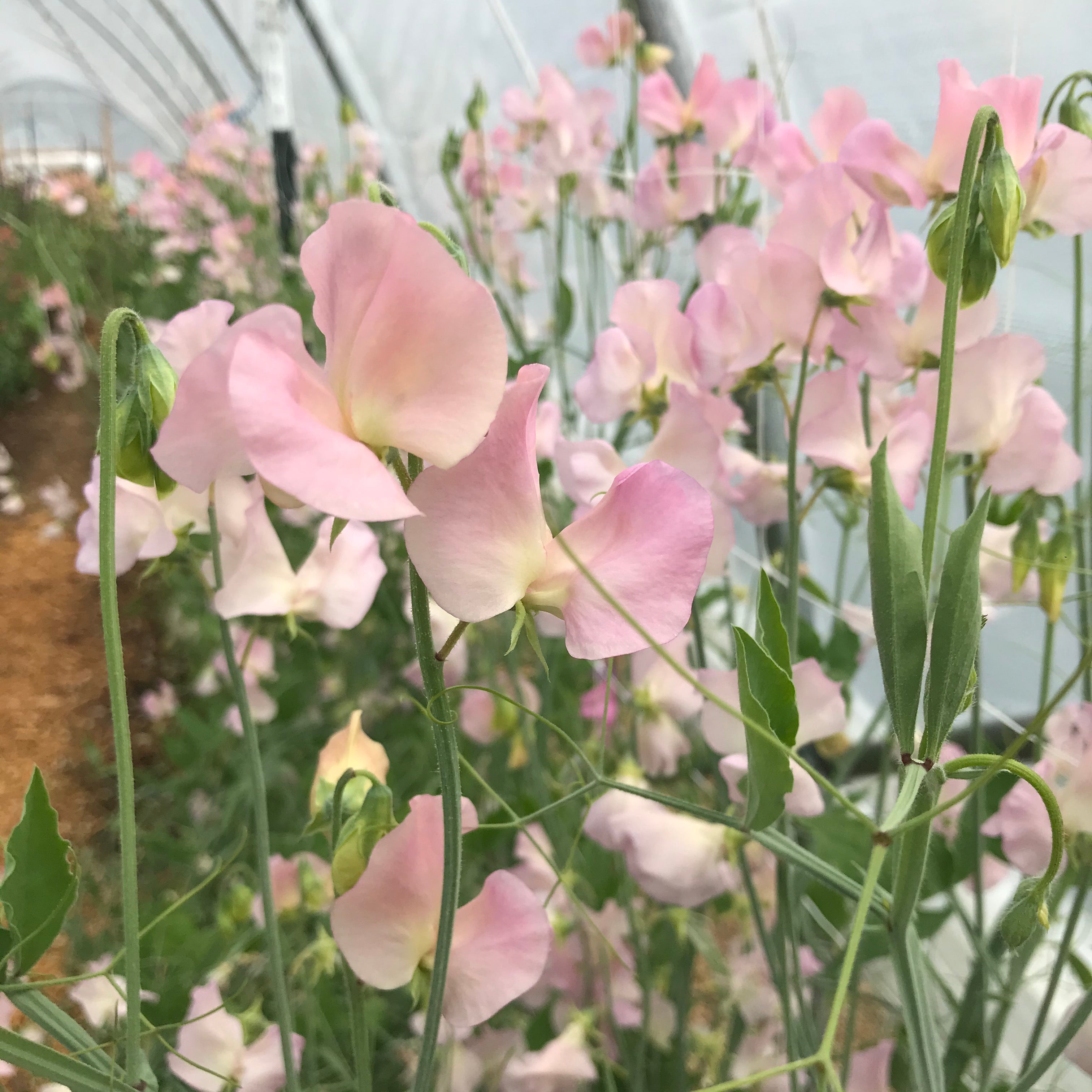 Sweet Pea Alisa growing on the vine, with several blossoms open and tendrils climbing a garden trellis.