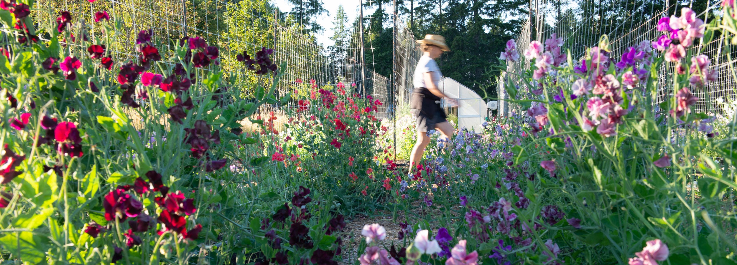 Woman walking through rows of blooming sweet pea vines in full flower at Sweet Pea Gardens – summer harvest season on the farm.