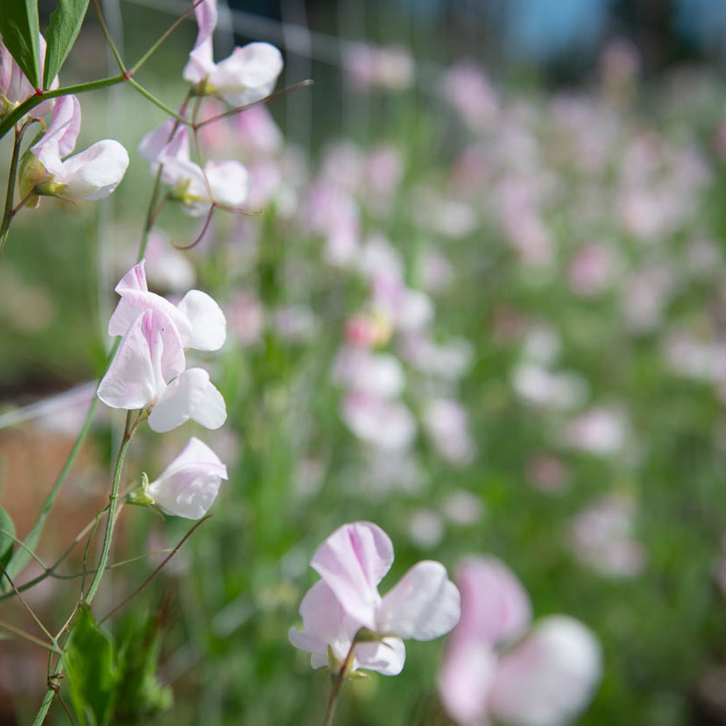 enigma plant Sweet Pea Enigma