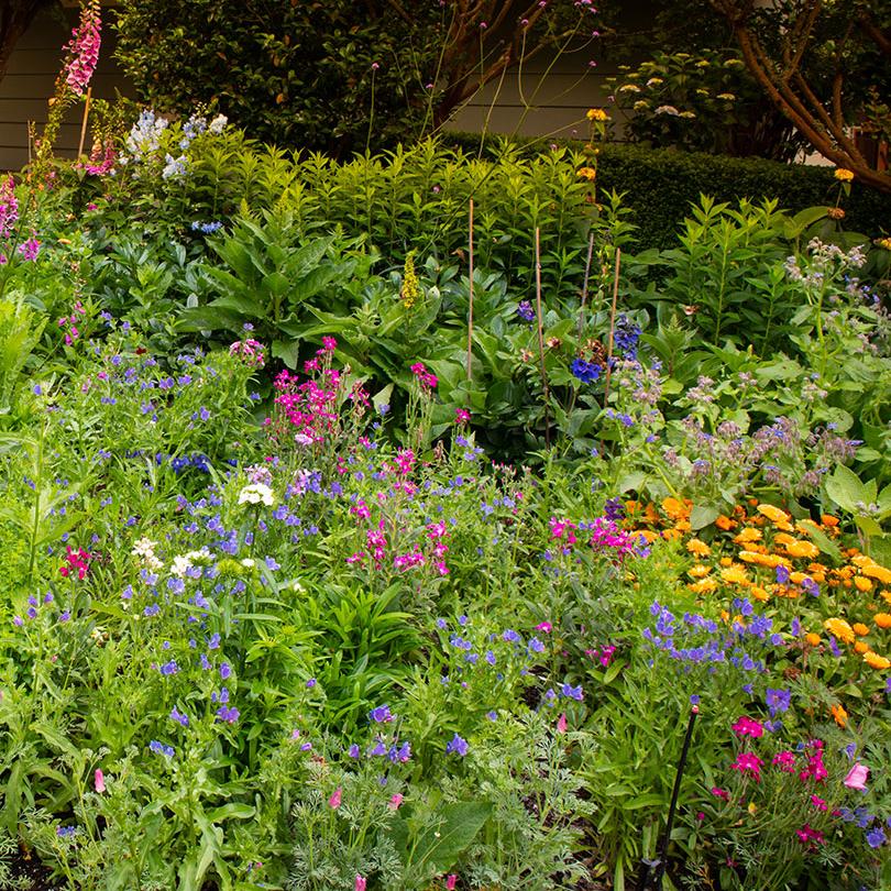 Growing a beautiful garden consultation