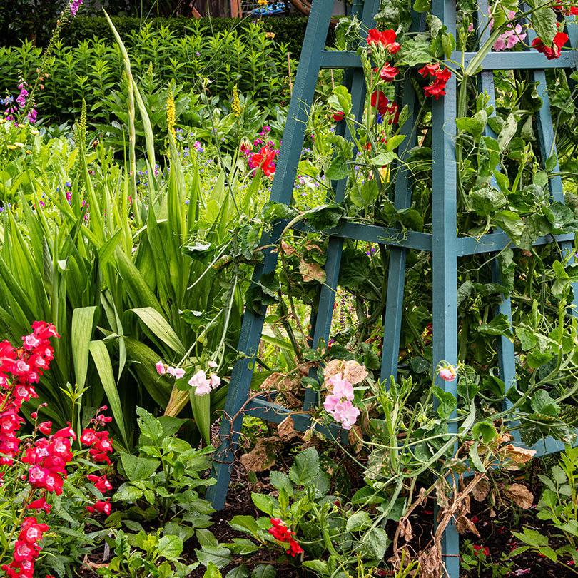 Growing a beautiful garden consultation