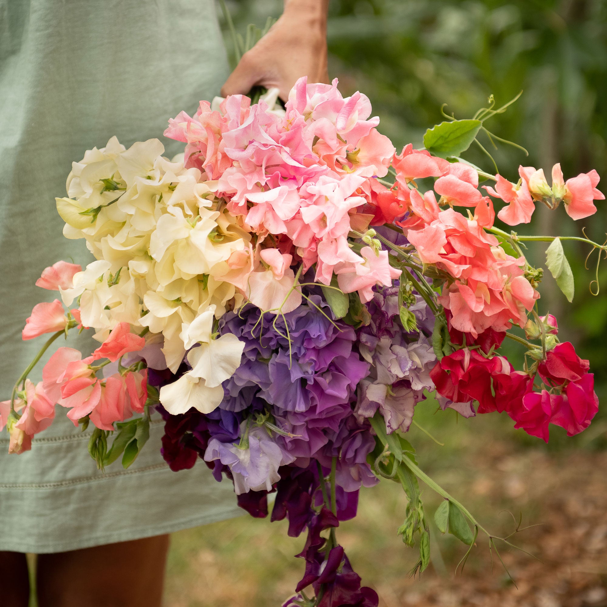 sweet pea plants in pots Pot Luck Sweet Pea Mix